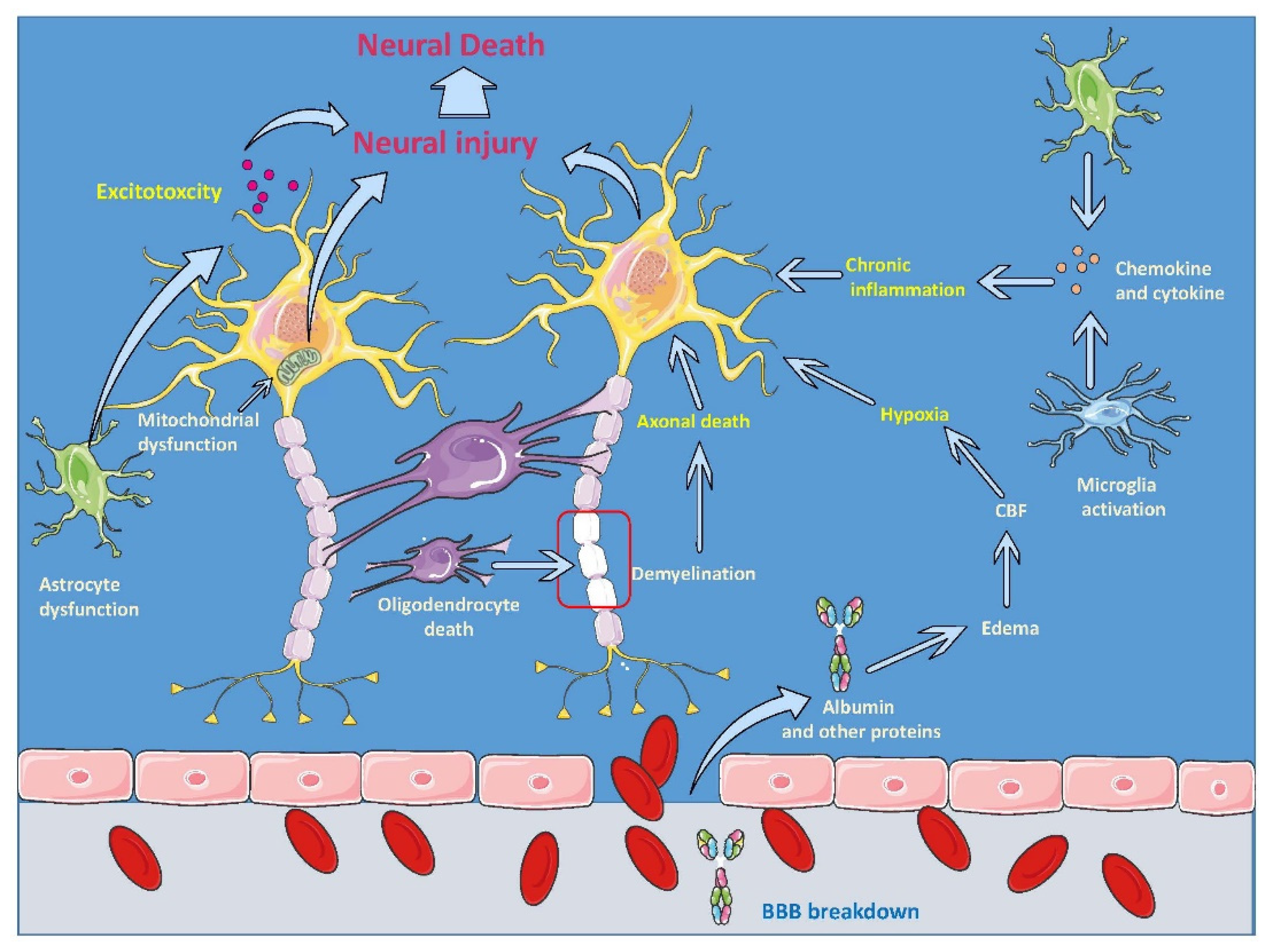 The RNA helicase DDX5 supports mitochondrial function in