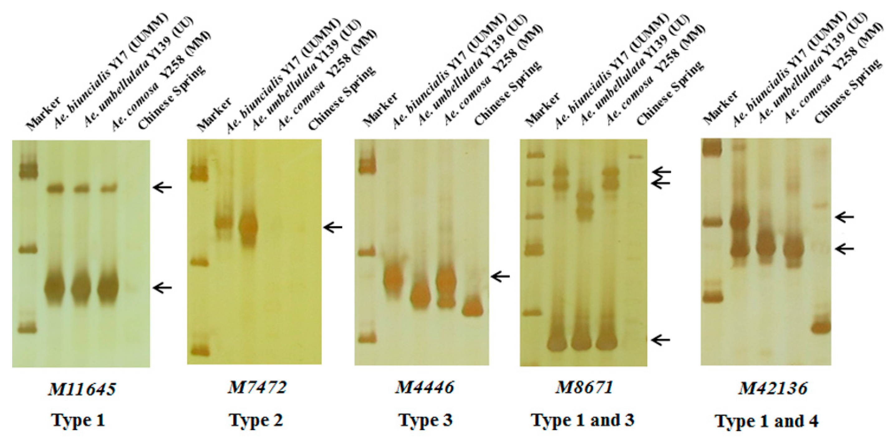 Ijms 21 04053 g003 Ijms 21 04053 g003