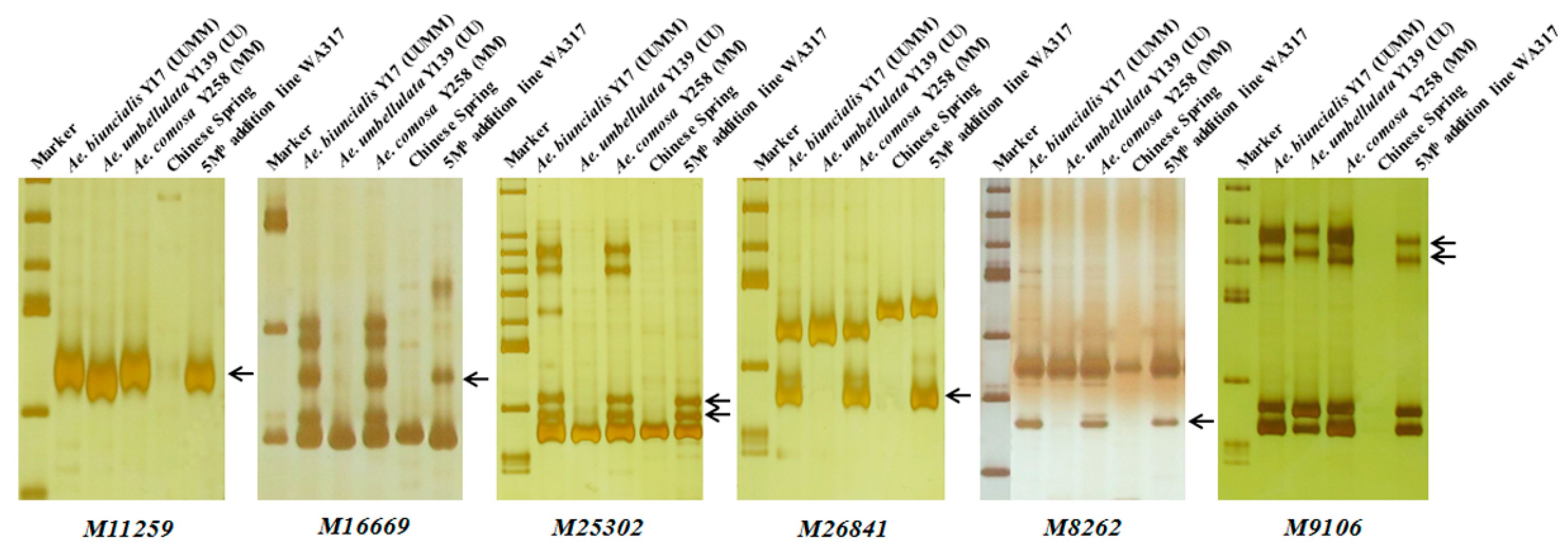 Ijms 21 04053 g004 Ijms 21 04053 g004