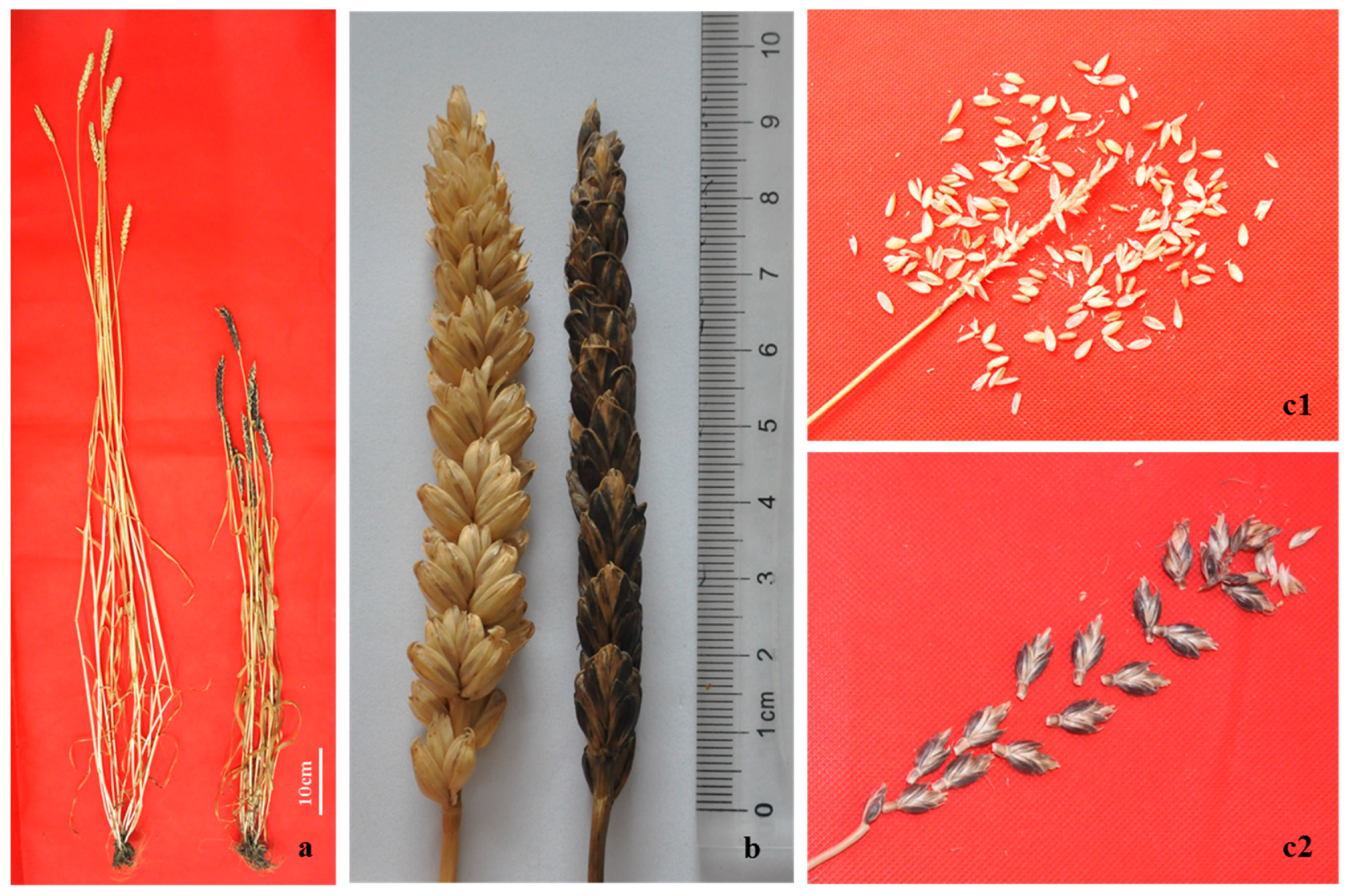 Ijms 21 04053 g005 Ijms 21 04053 g005