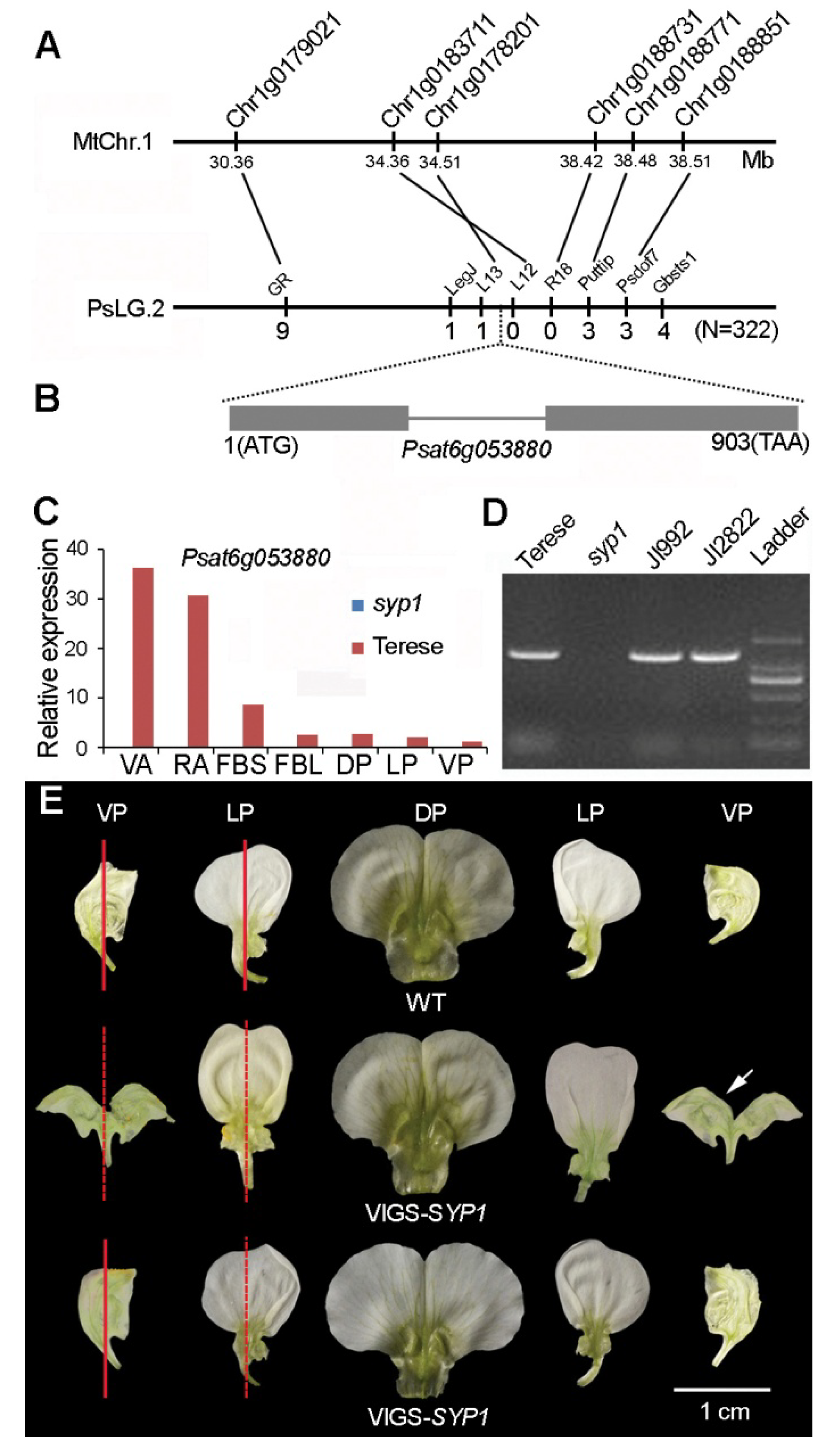 Ijms 21 04060 g002 Ijms 21 04060 g002