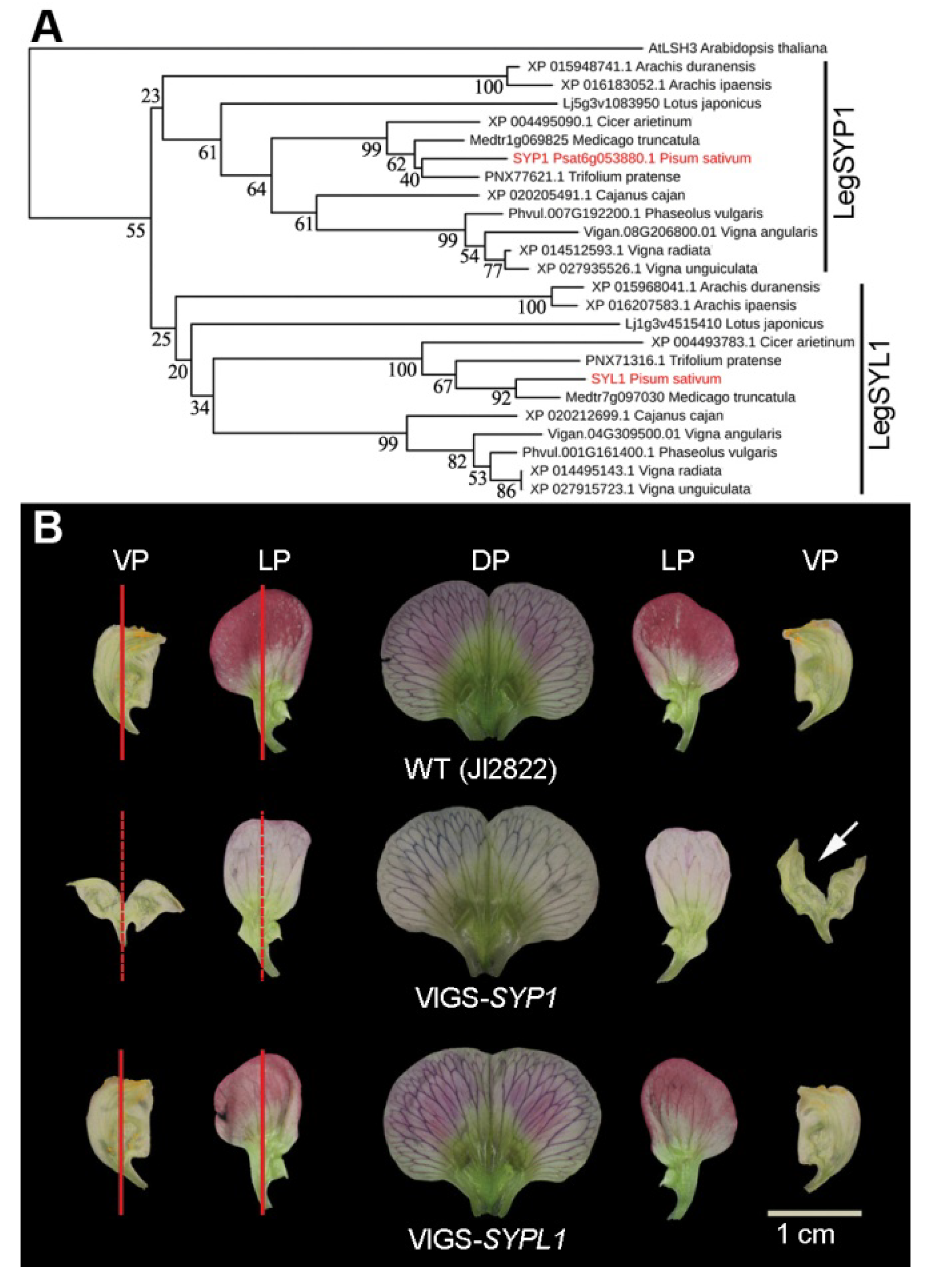 Ijms 21 04060 g004 Ijms 21 04060 g004