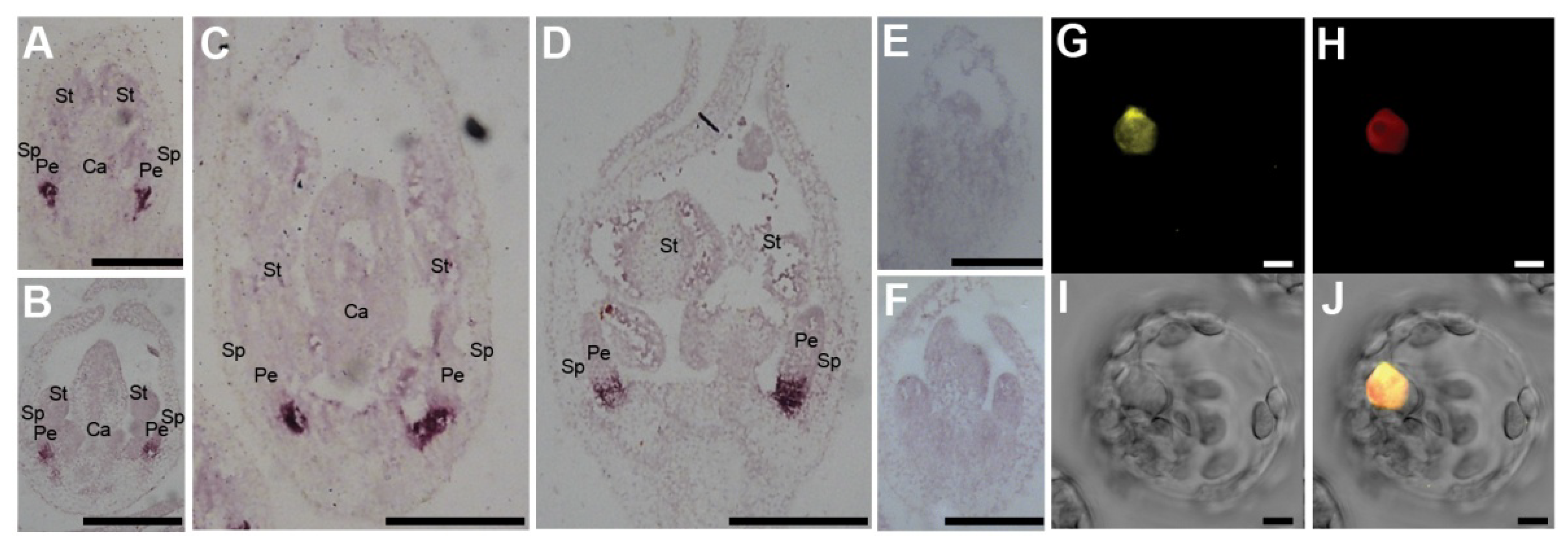 Ijms 21 04060 g005 Ijms 21 04060 g005