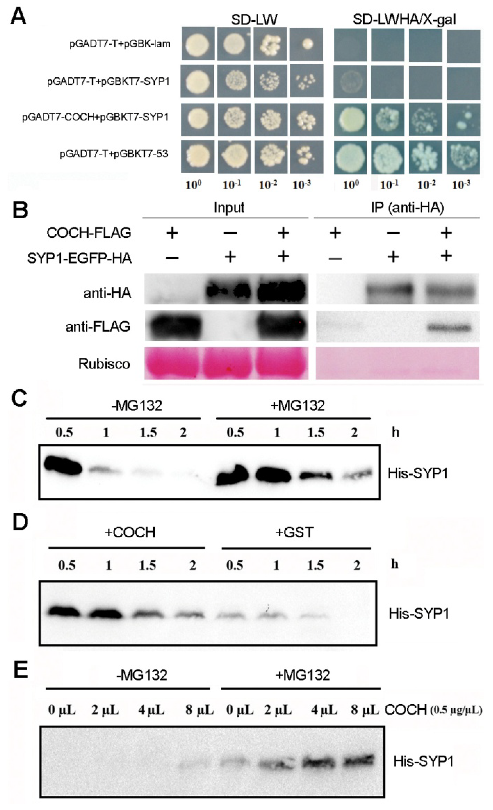 Ijms 21 04060 g006 Ijms 21 04060 g006