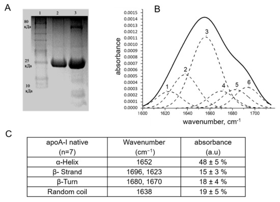 低価格で大人気の Apolipoprotein Stress under Survival MSCs Supports A-I 財布・ケース・小物入れ