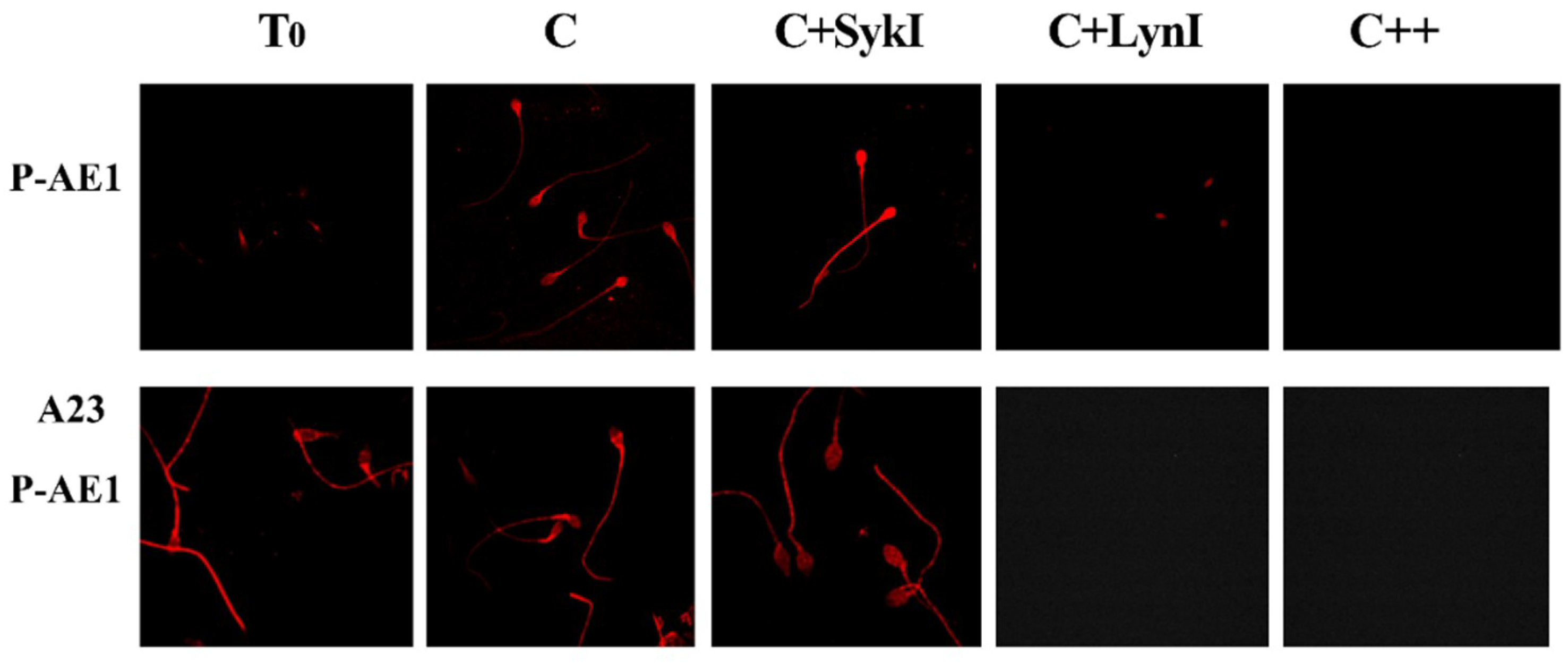 Ijms 21 04063 g005 Ijms 21 04063 g005