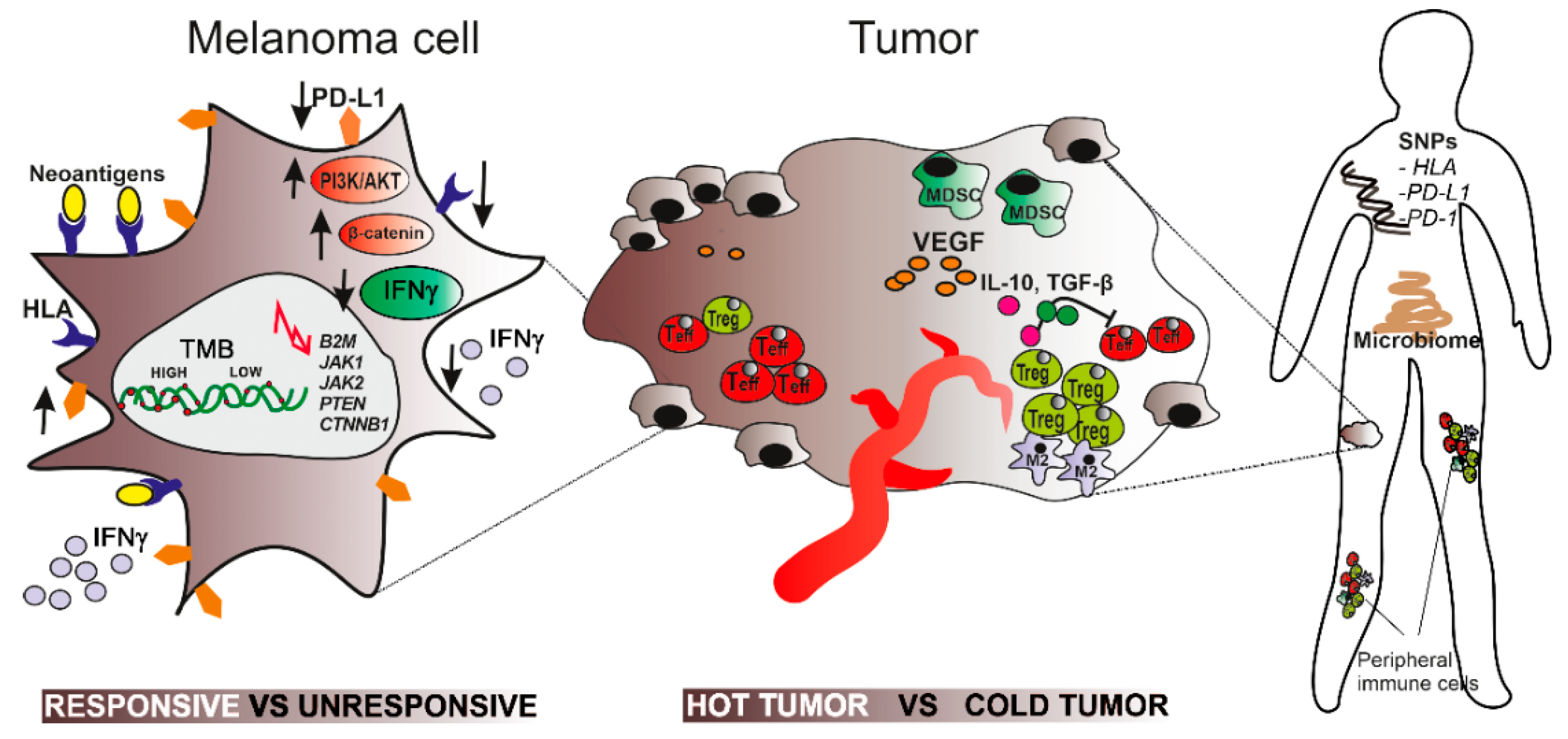 たすく Biological Factors behind Melanoma Response to Immune