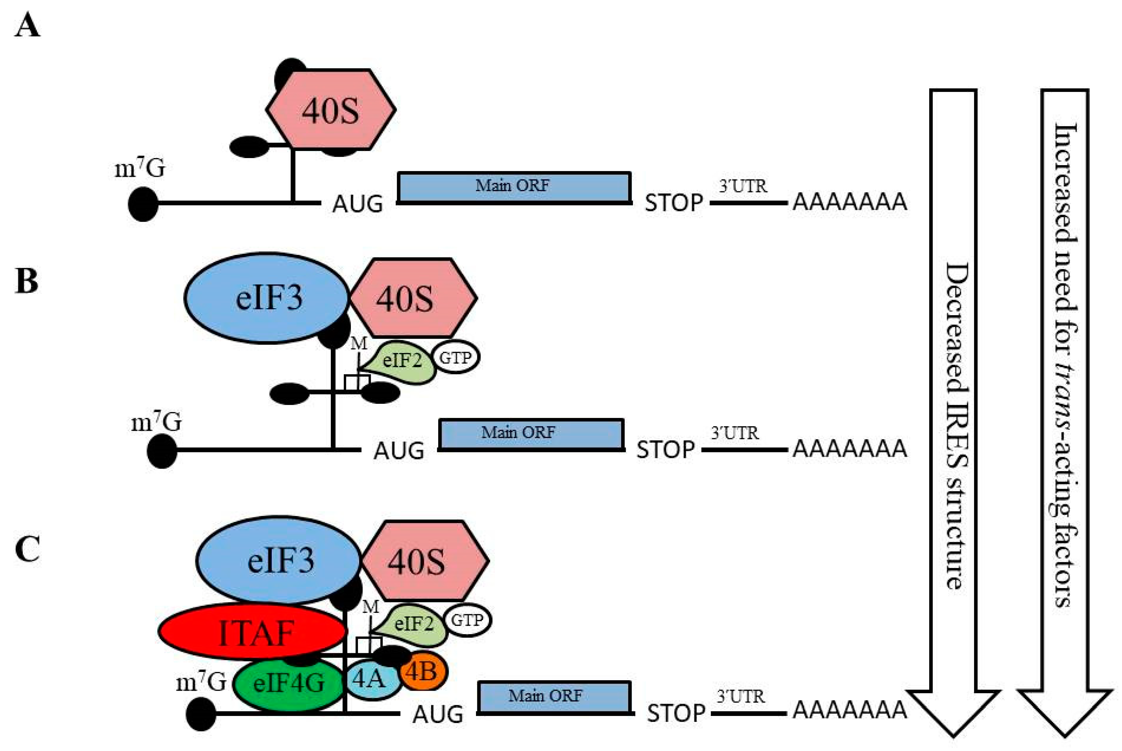 Ijms 21 04075 g001 Ijms 21 04075 g001