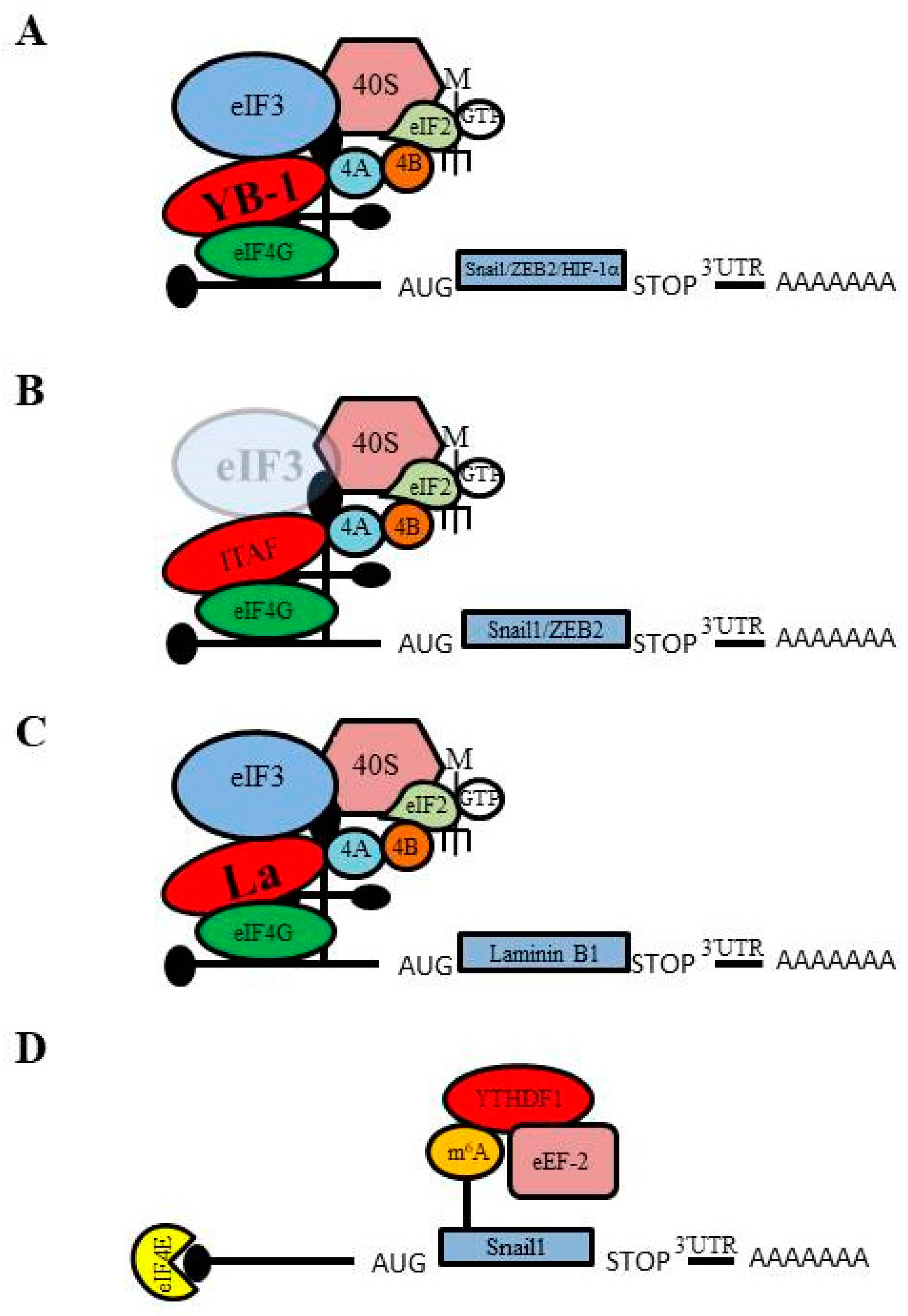 Ijms 21 04075 g003 Ijms 21 04075 g003