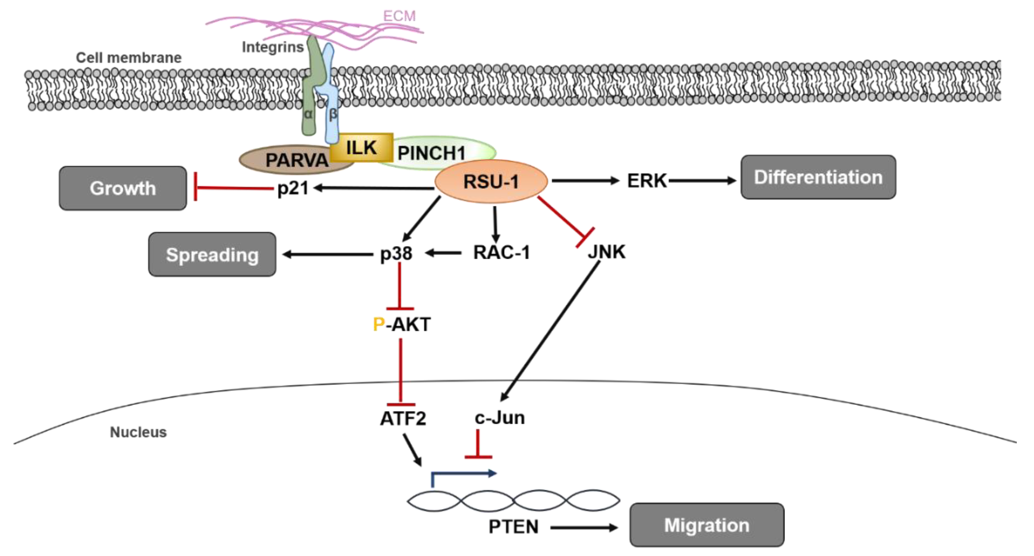 Ijms 21 04076 g001 Ijms 21 04076 g001