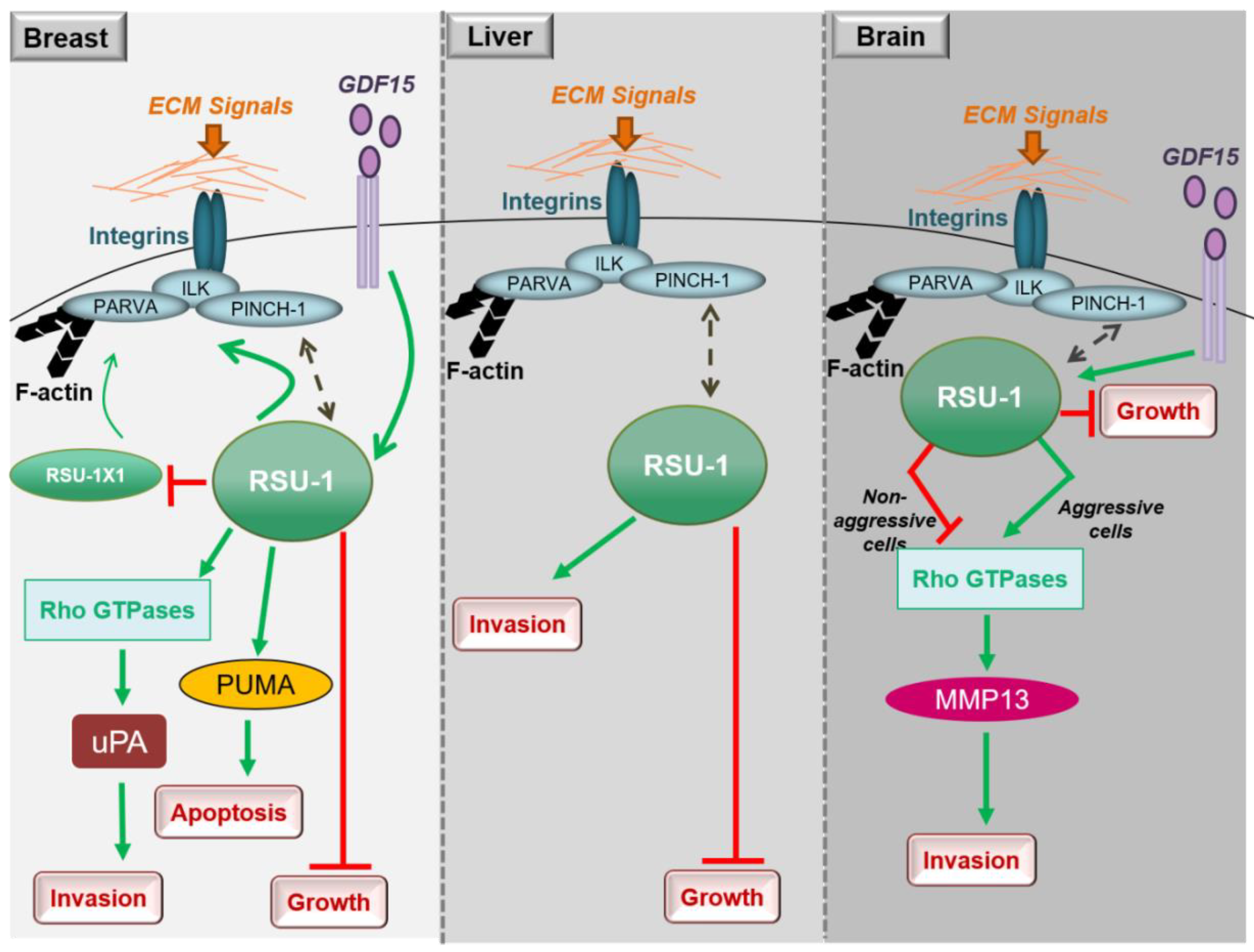 Ijms 21 04076 g002 Ijms 21 04076 g002
