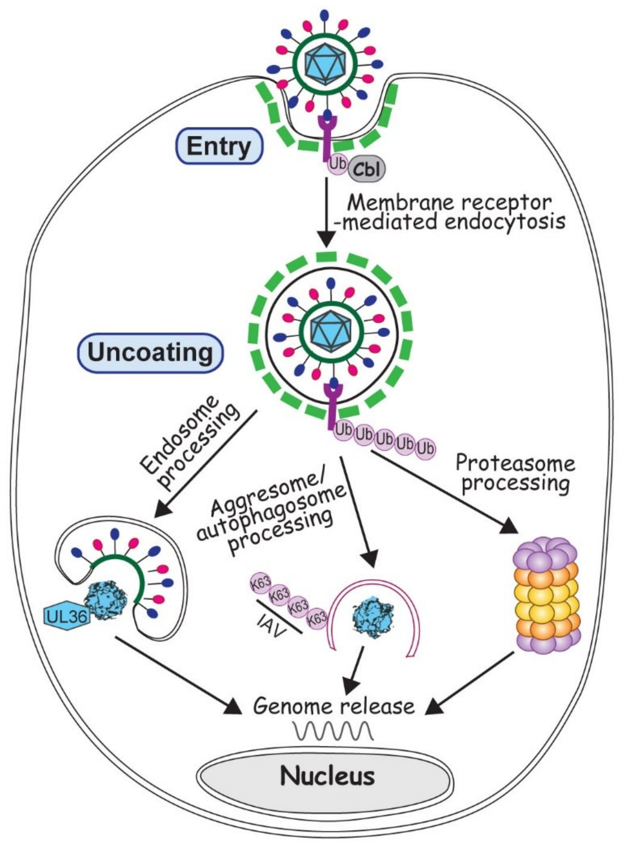 humán papillomavírus ubiquitin féreg kezelése