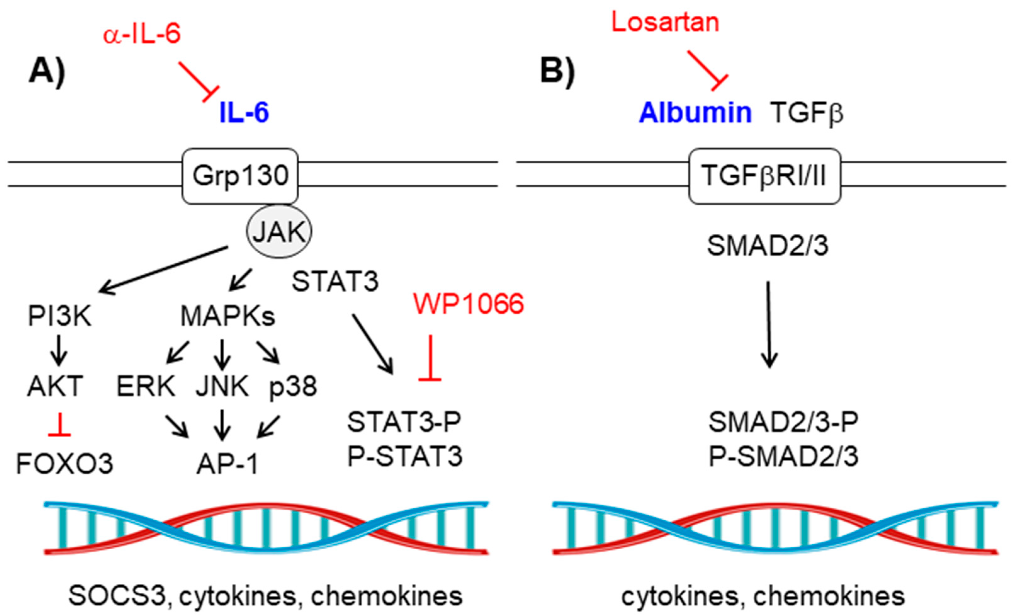 IJMS Free FullText Reactive Glia Inflammatory Signaling Pathways