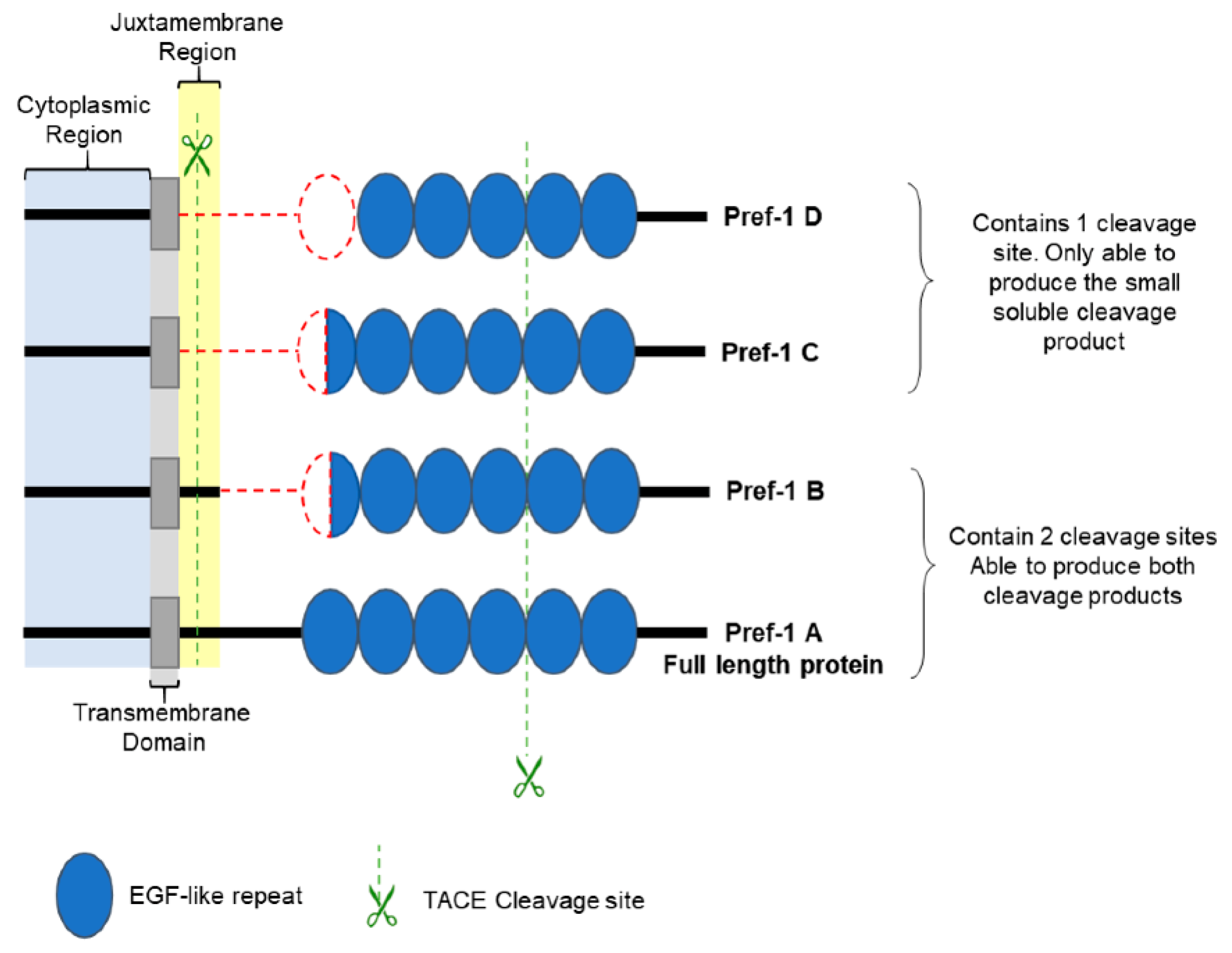IJMS Free Full Text The Role Of Pref 1 During Adipogenic