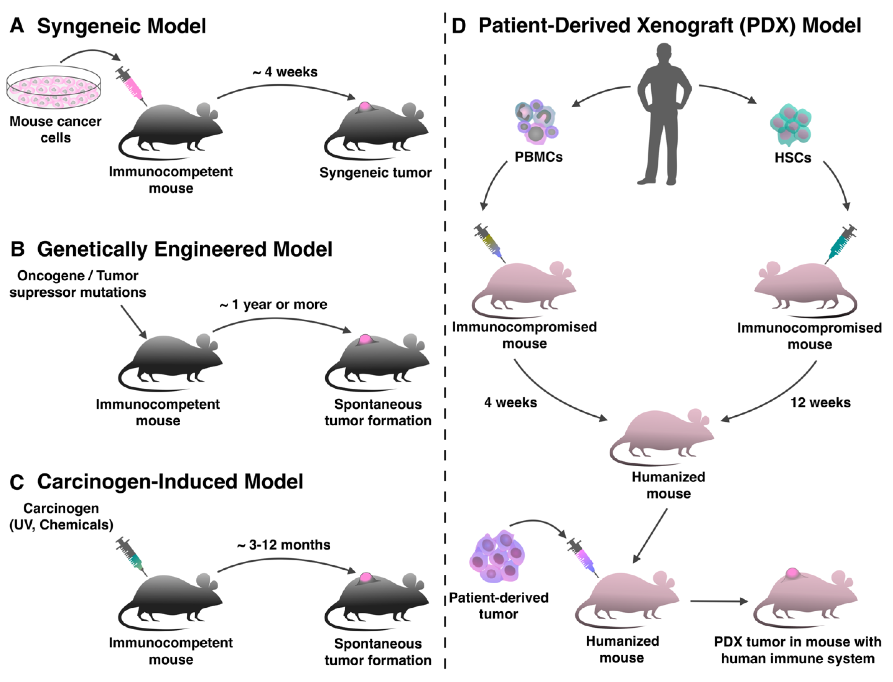 clinical research mouse models