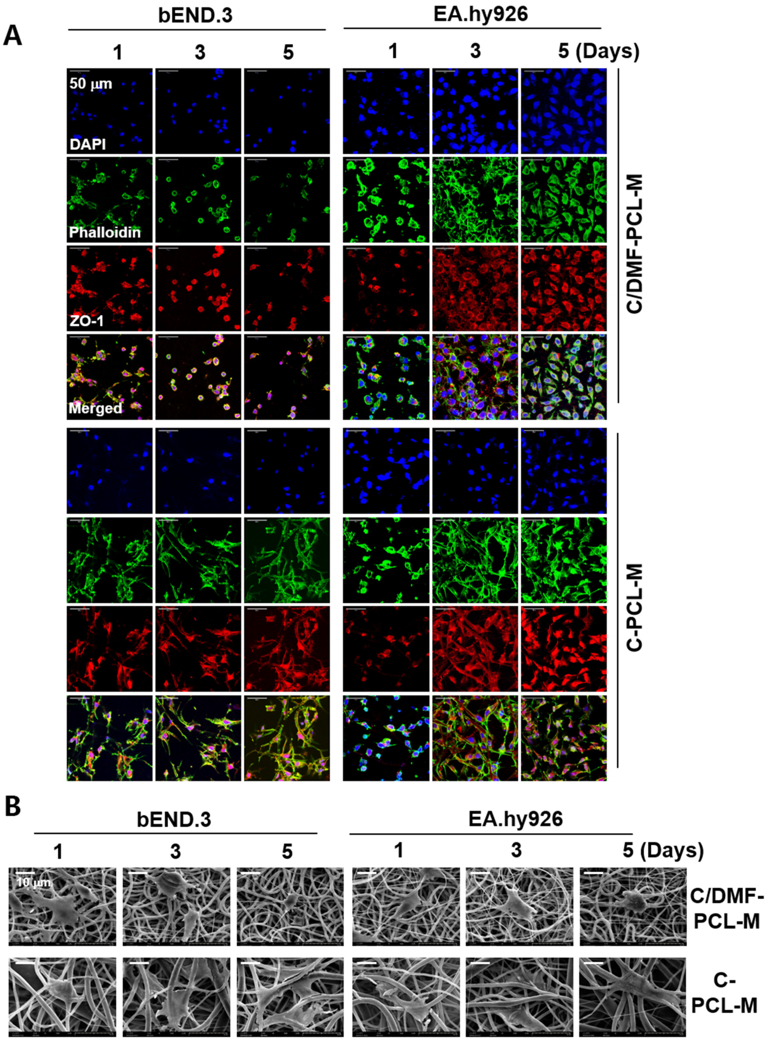 Ijms 21 04128 g002 Ijms 21 04128 g002