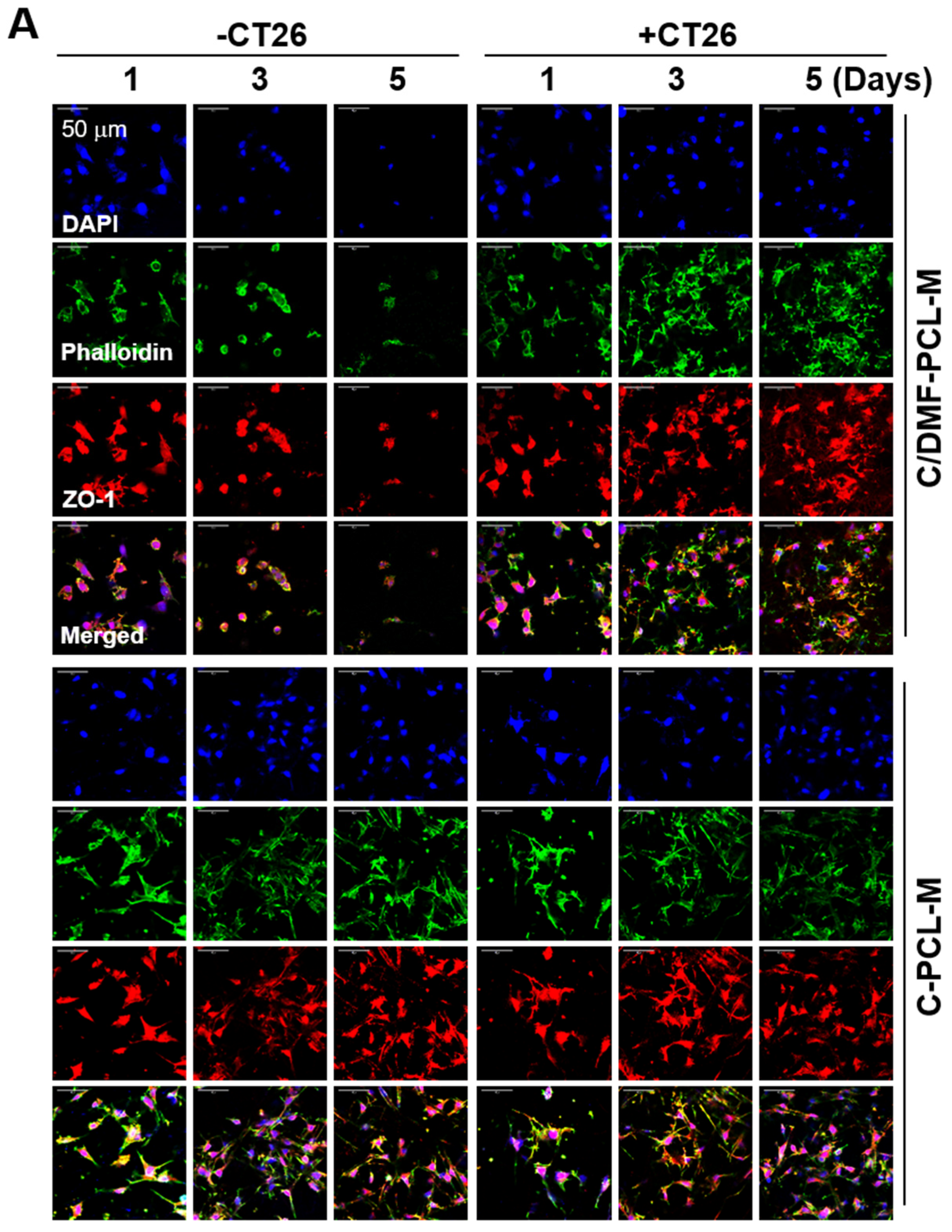 Ijms 21 04128 g004a Ijms 21 04128 g004a