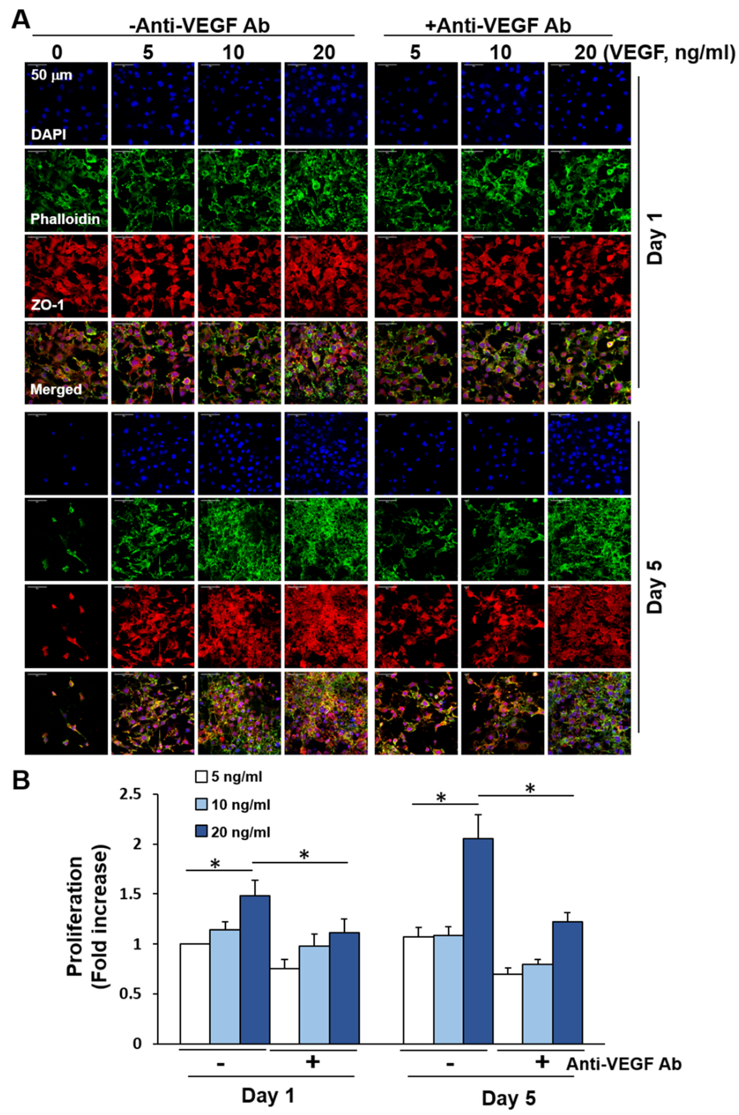 Ijms 21 04128 g006 Ijms 21 04128 g006