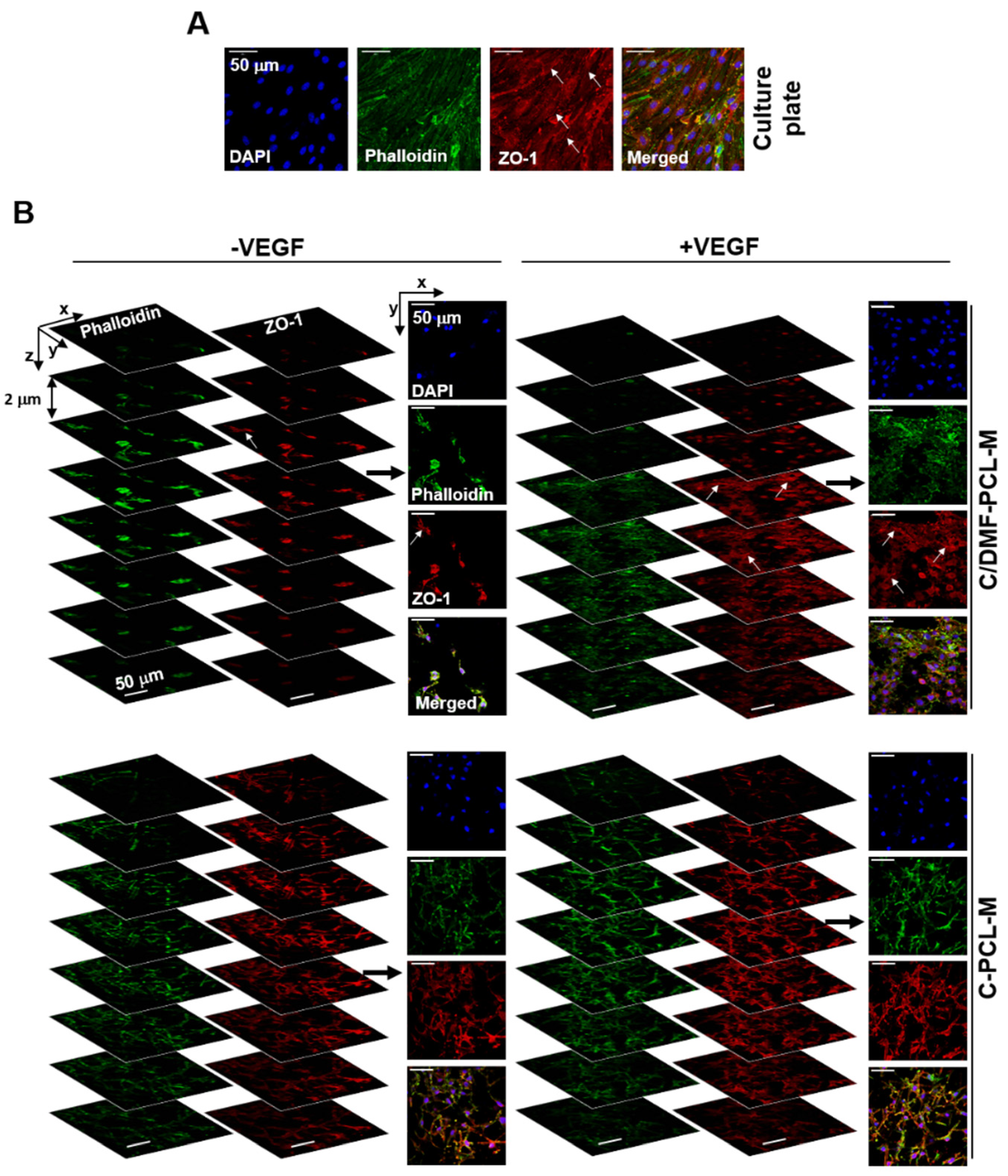 Ijms 21 04128 g007 Ijms 21 04128 g007