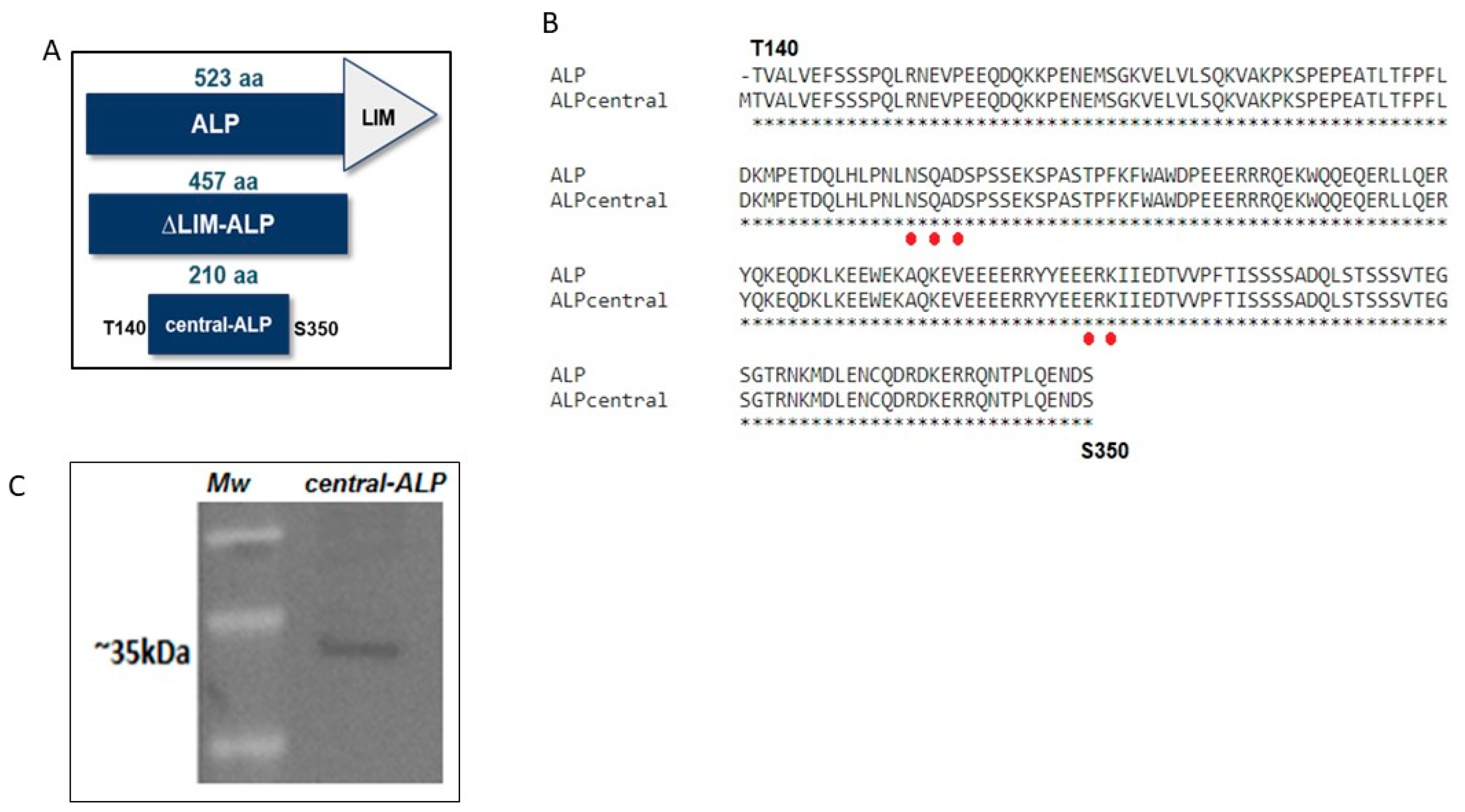 Ijms 21 04132 g003 Ijms 21 04132 g003