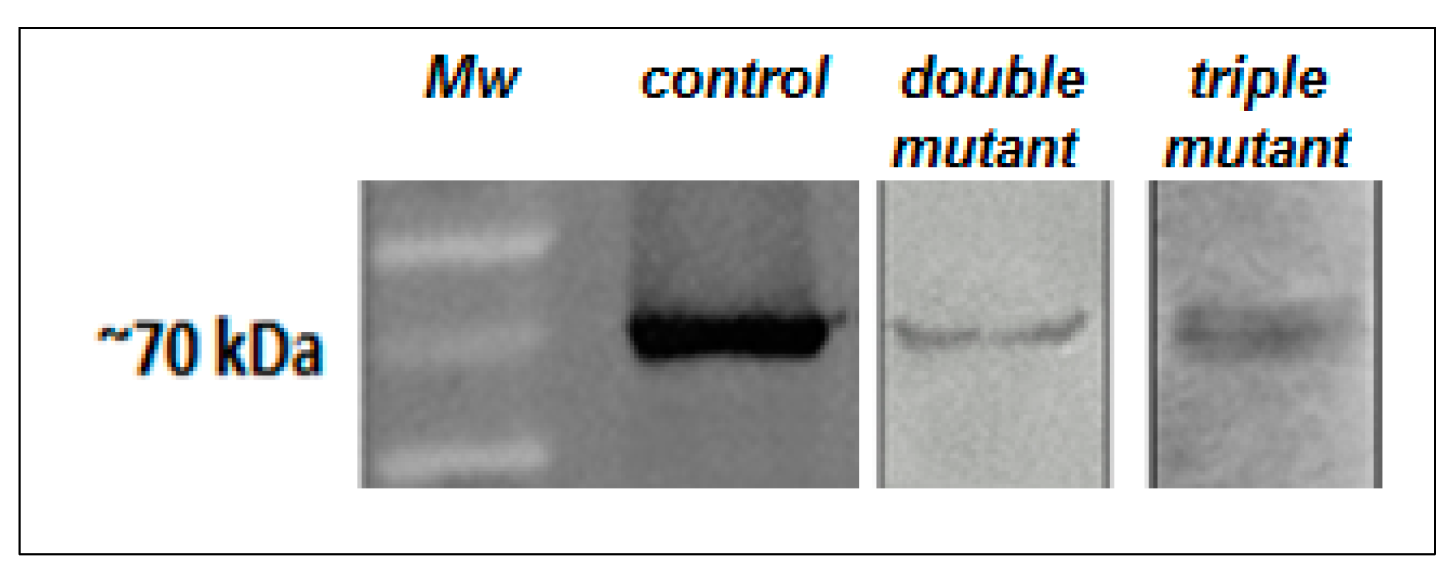 Ijms 21 04132 g007 Ijms 21 04132 g007