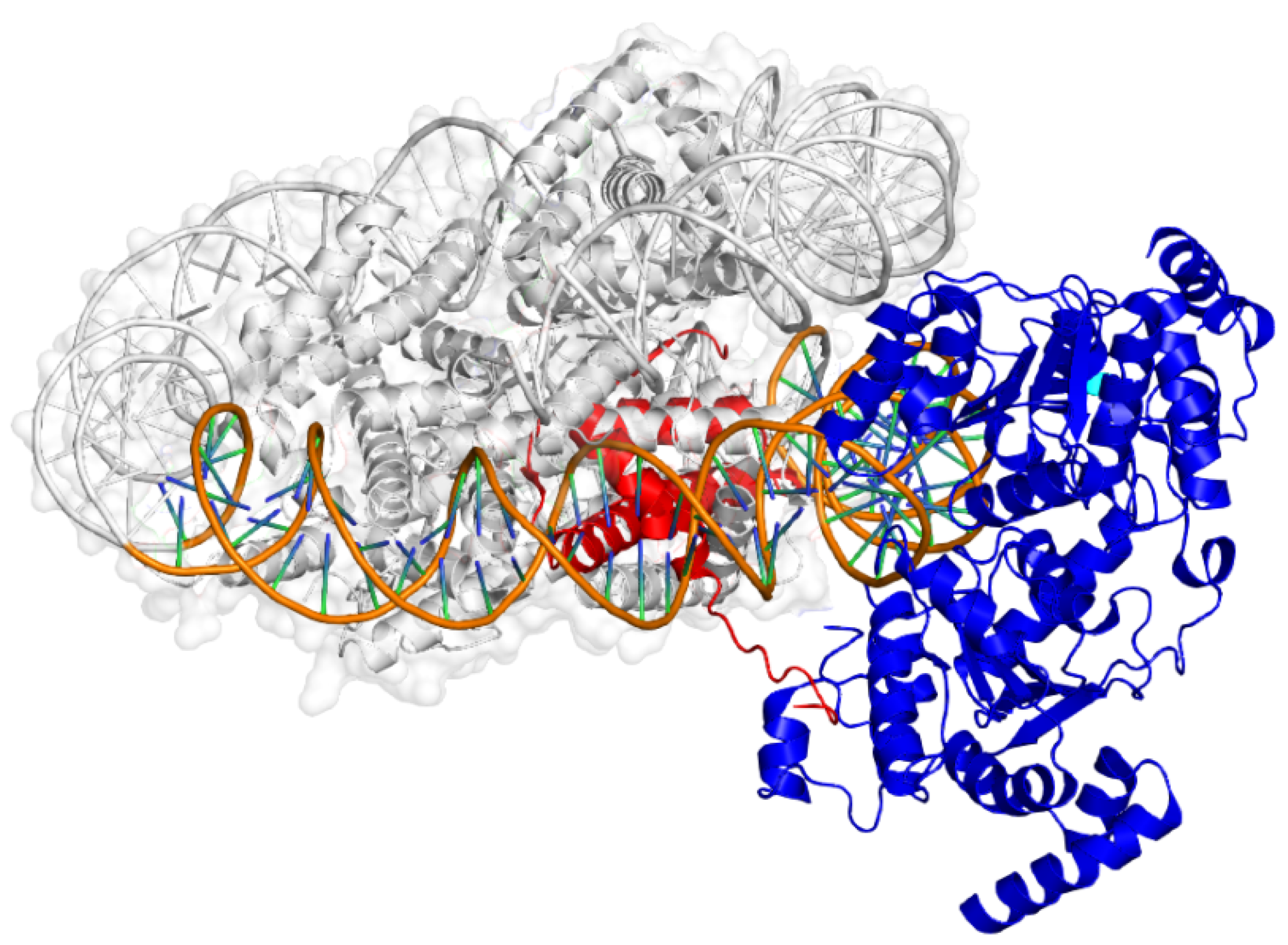 Scientists explore the evolution of animal homosexuality