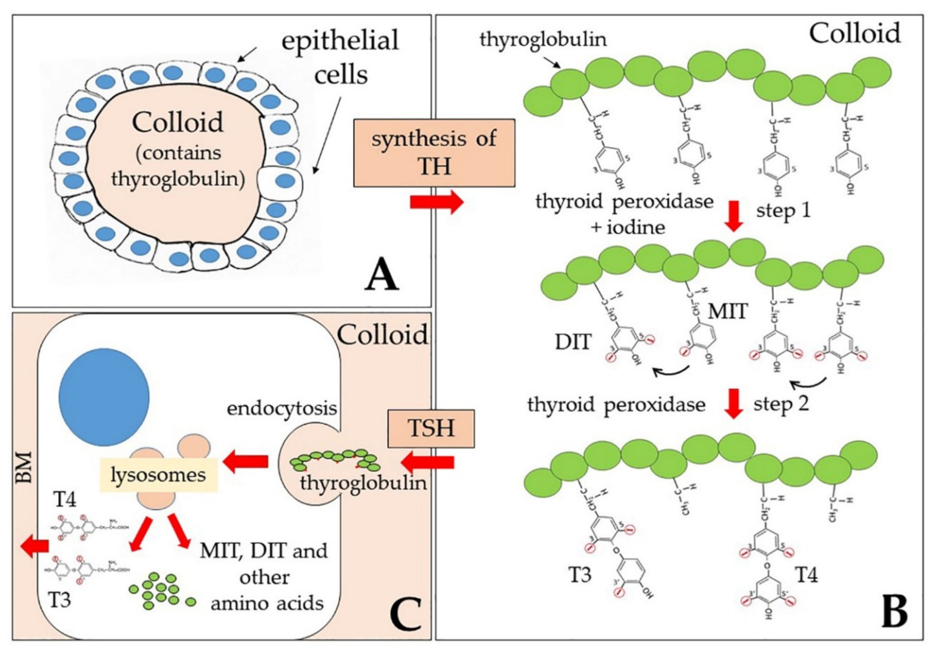 Ijms Free Full Text Genomic And Non Genomic Mechanisms Of