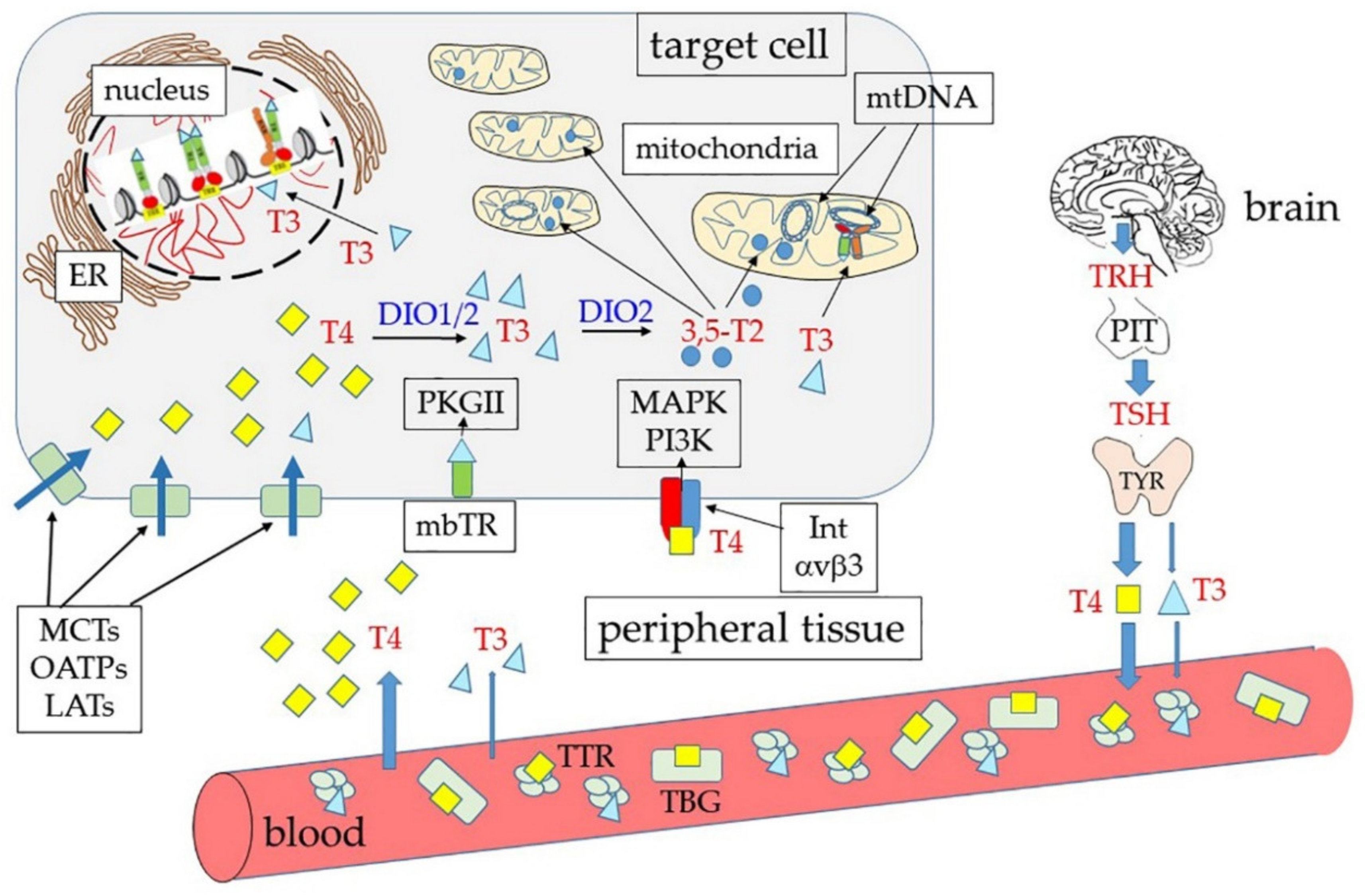 Ijms Free Full Text Genomic And Non Genomic Mechanisms Of
