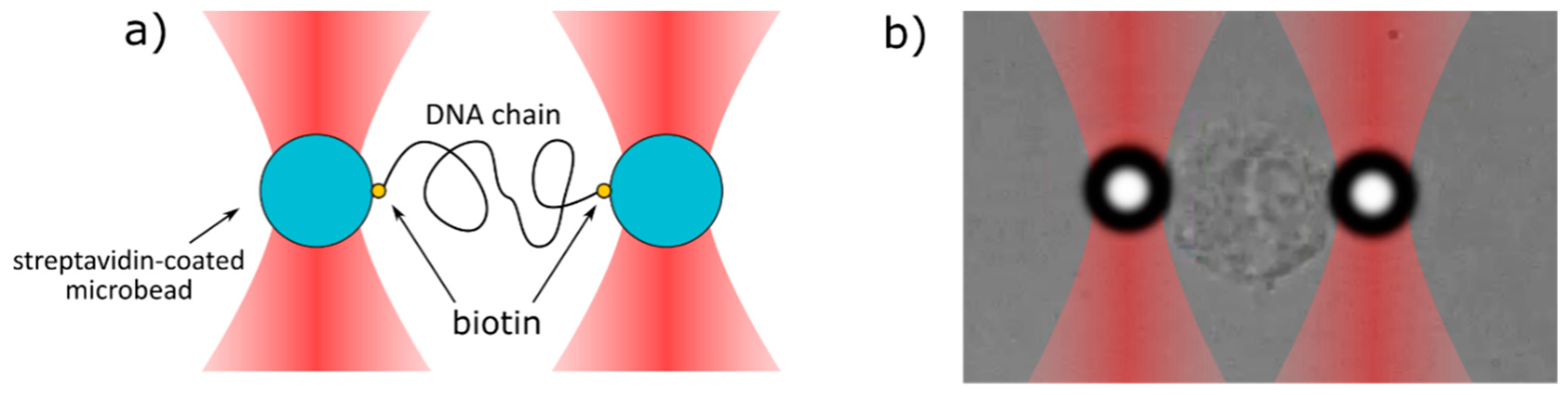 Ijms 21 04142 g003 Ijms 21 04142 g003
