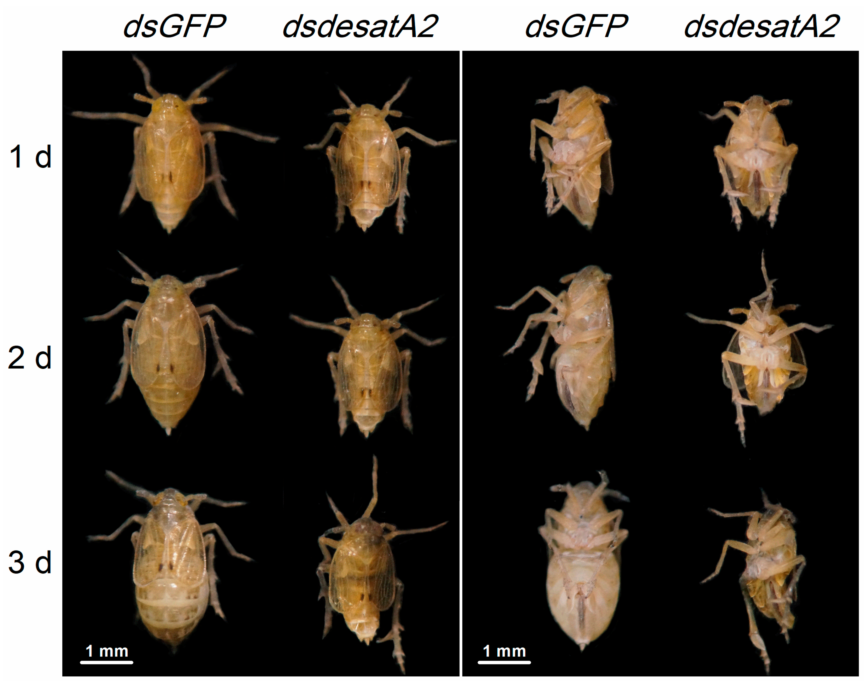 Ijms 21 04143 g005 Ijms 21 04143 g005