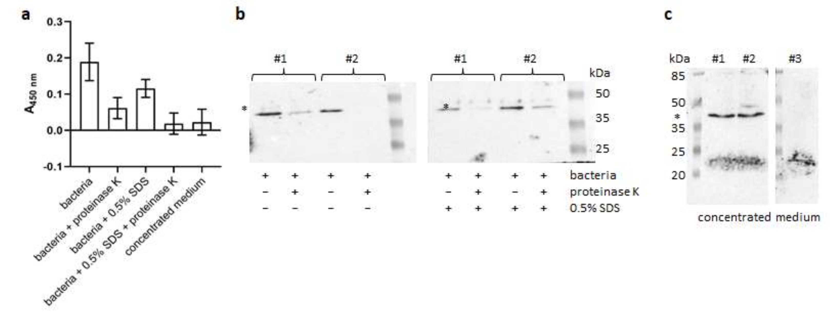 Ijms 21 04150 g007 Ijms 21 04150 g007
