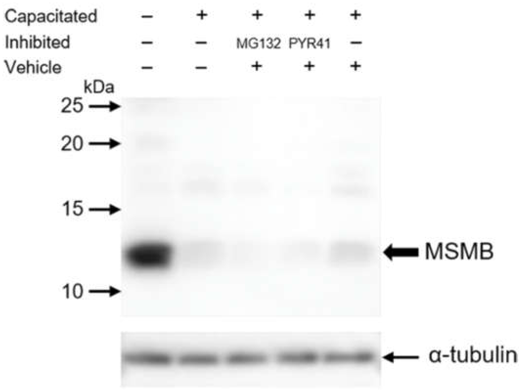 Ijms 21 04151 g004