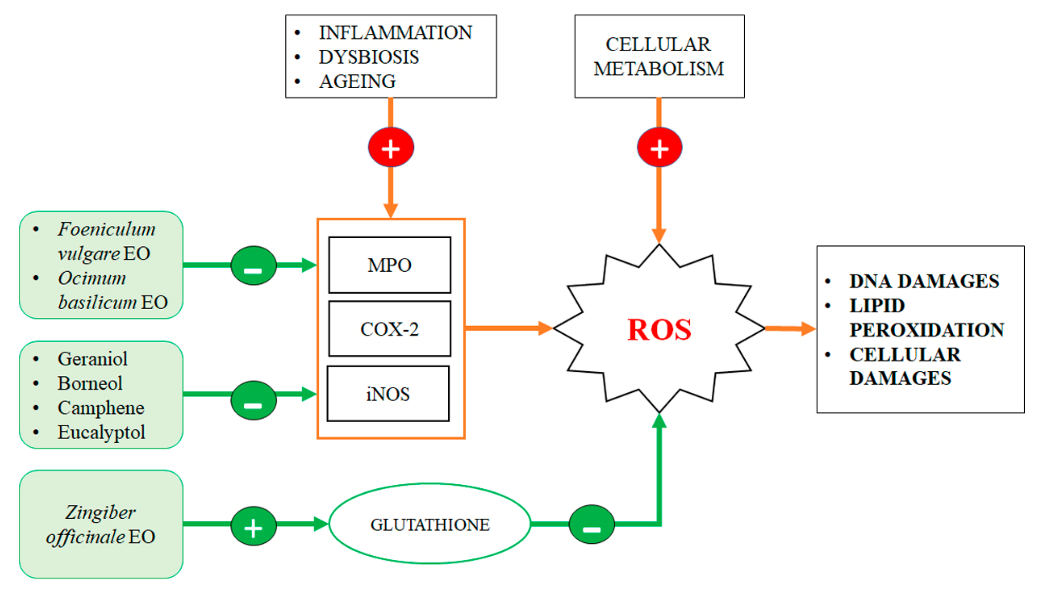 Ijms 21 04152 g003 Ijms 21 04152 g003