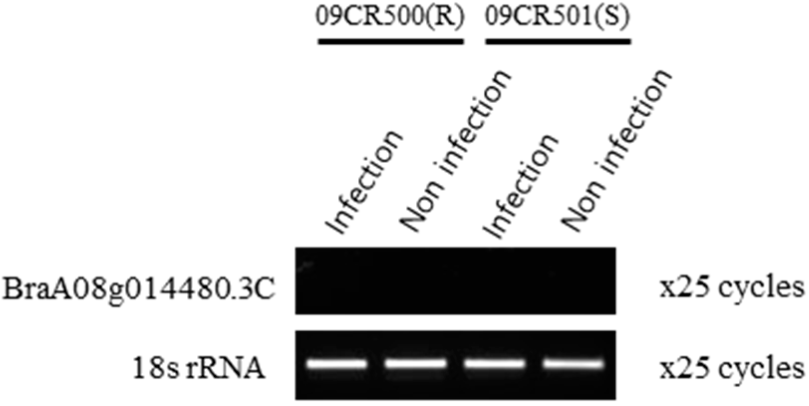 Ijms 21 04157 g004 Ijms 21 04157 g004