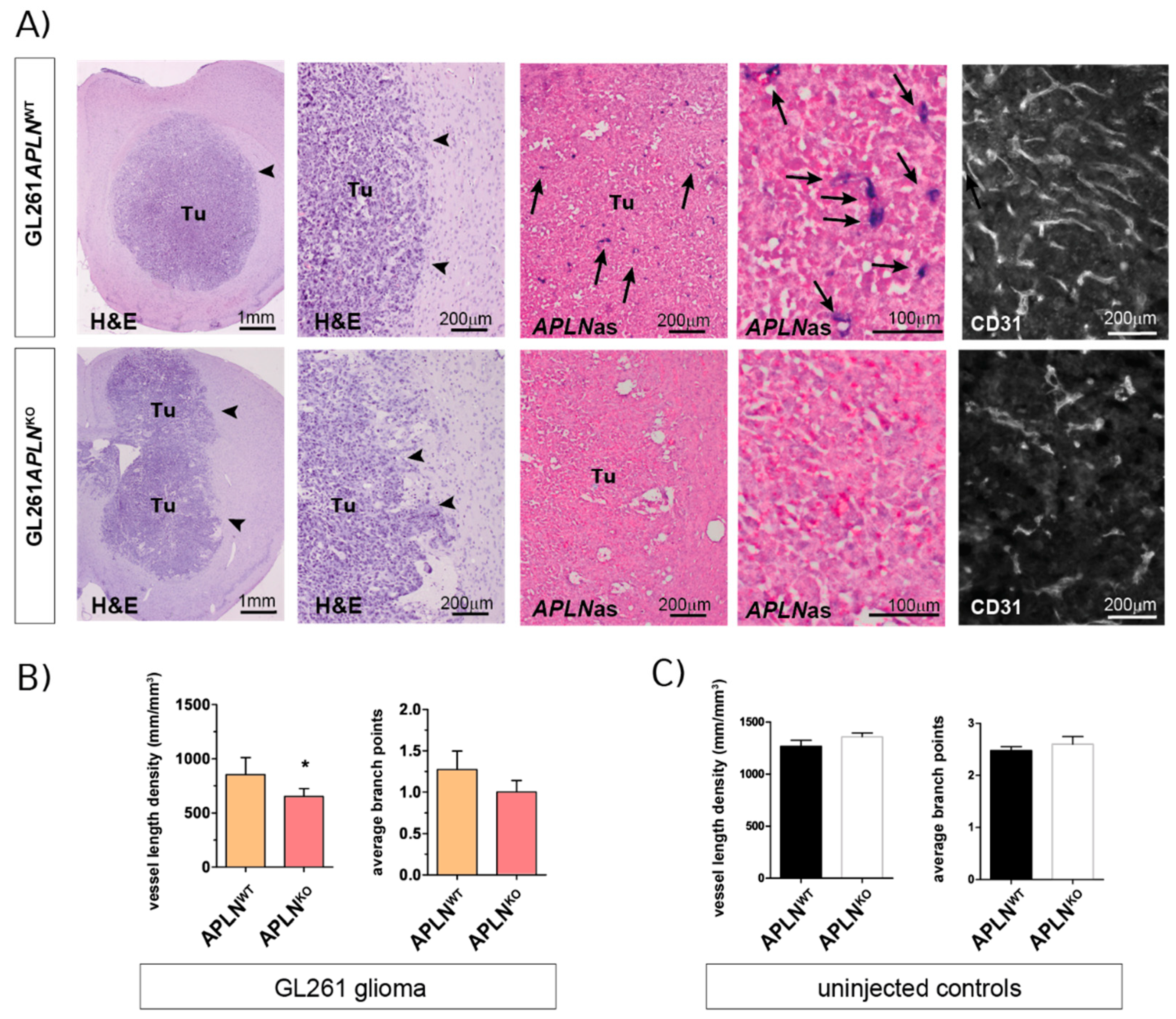 Ijms 21 04179 g002 Ijms 21 04179 g002