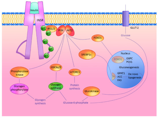 Non-Coding RNAs as Potential Novel Biomarkers for Early
