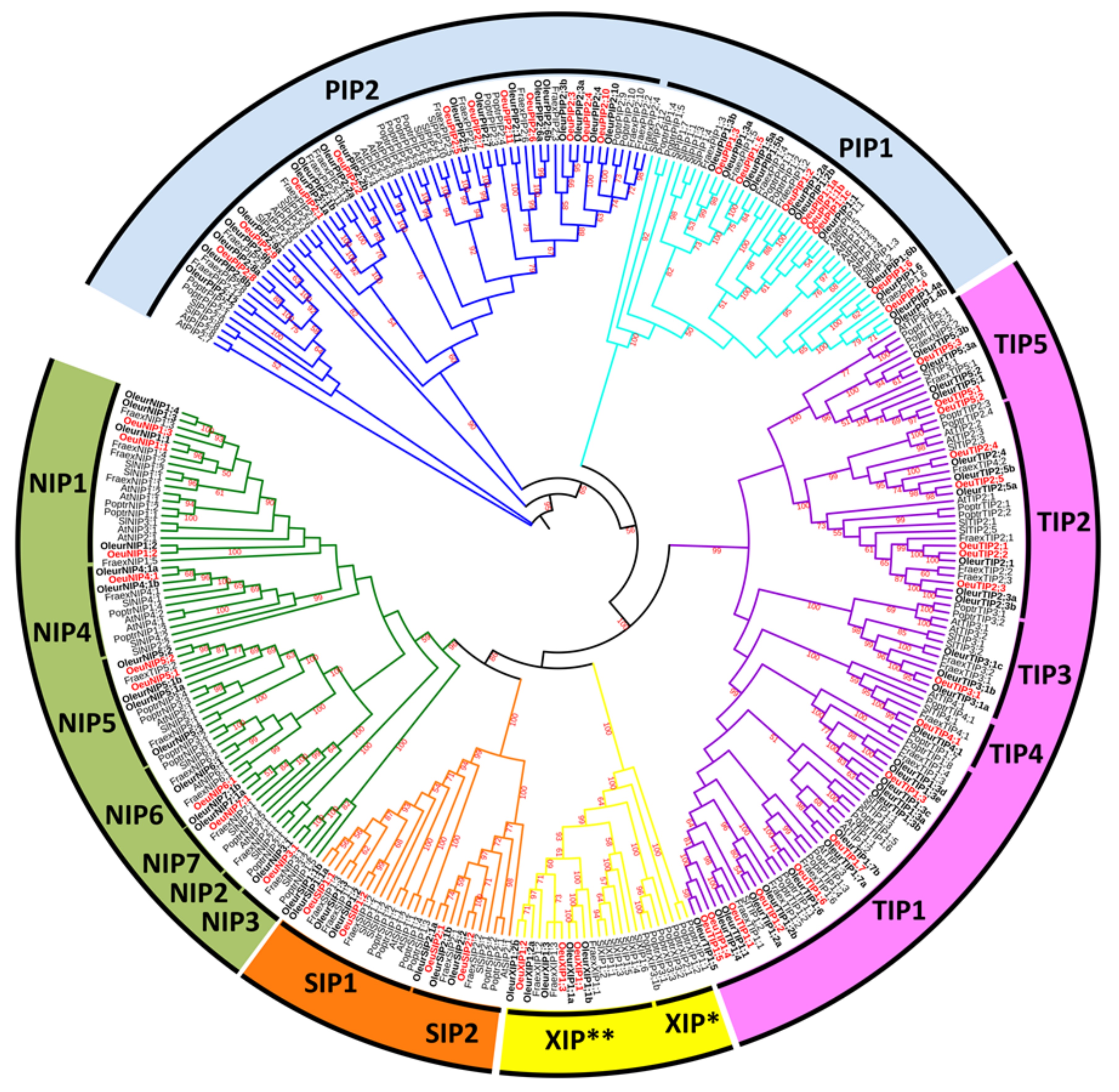 Ijms 21 04183 g001 Ijms 21 04183 g001