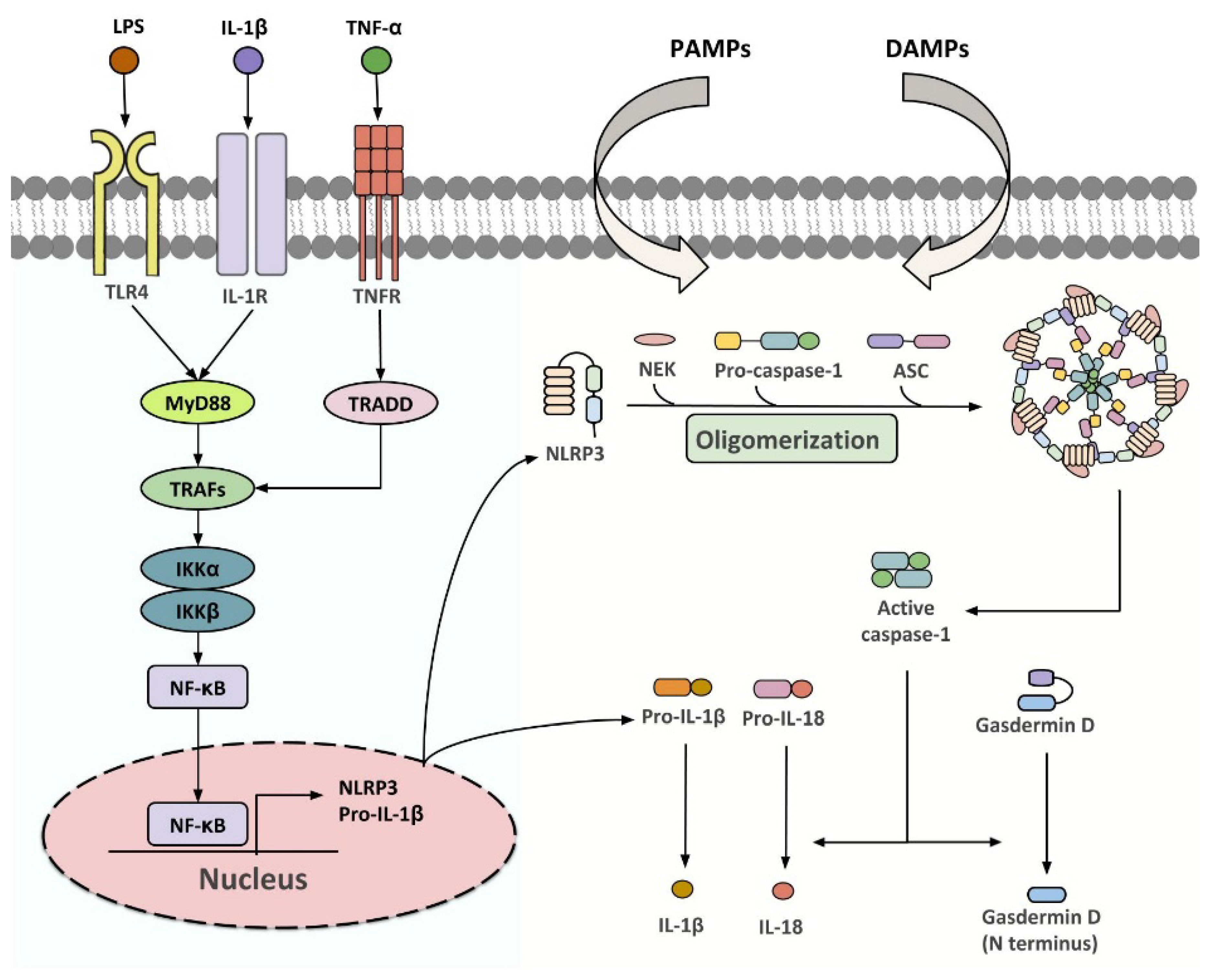 NLRP3 Inflammasome Activation in Adipose Tissues and Its 