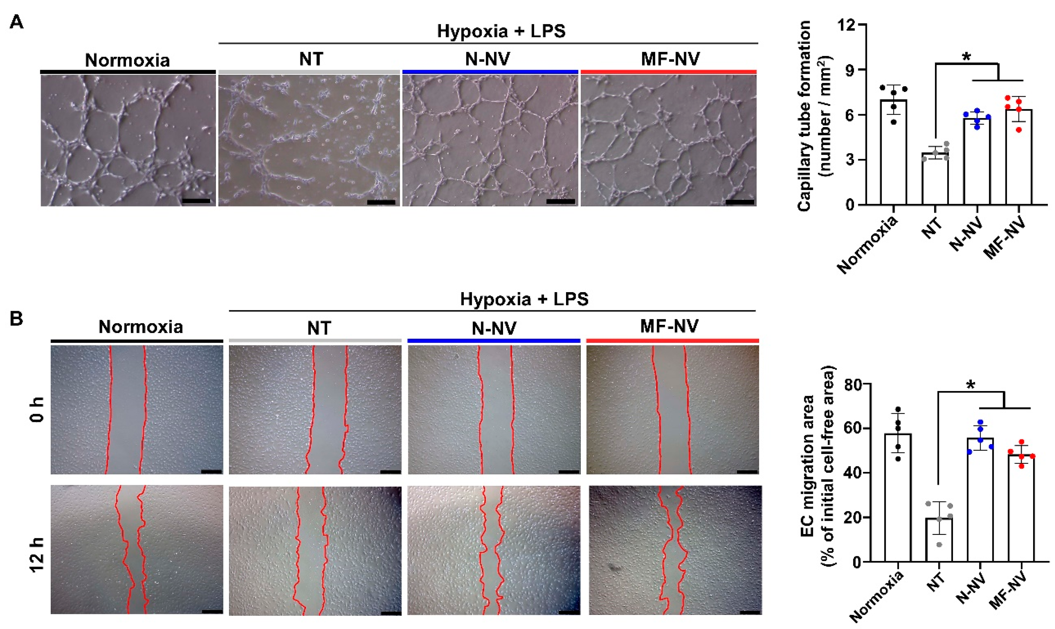Ijms 21 04185 g005 Ijms 21 04185 g005