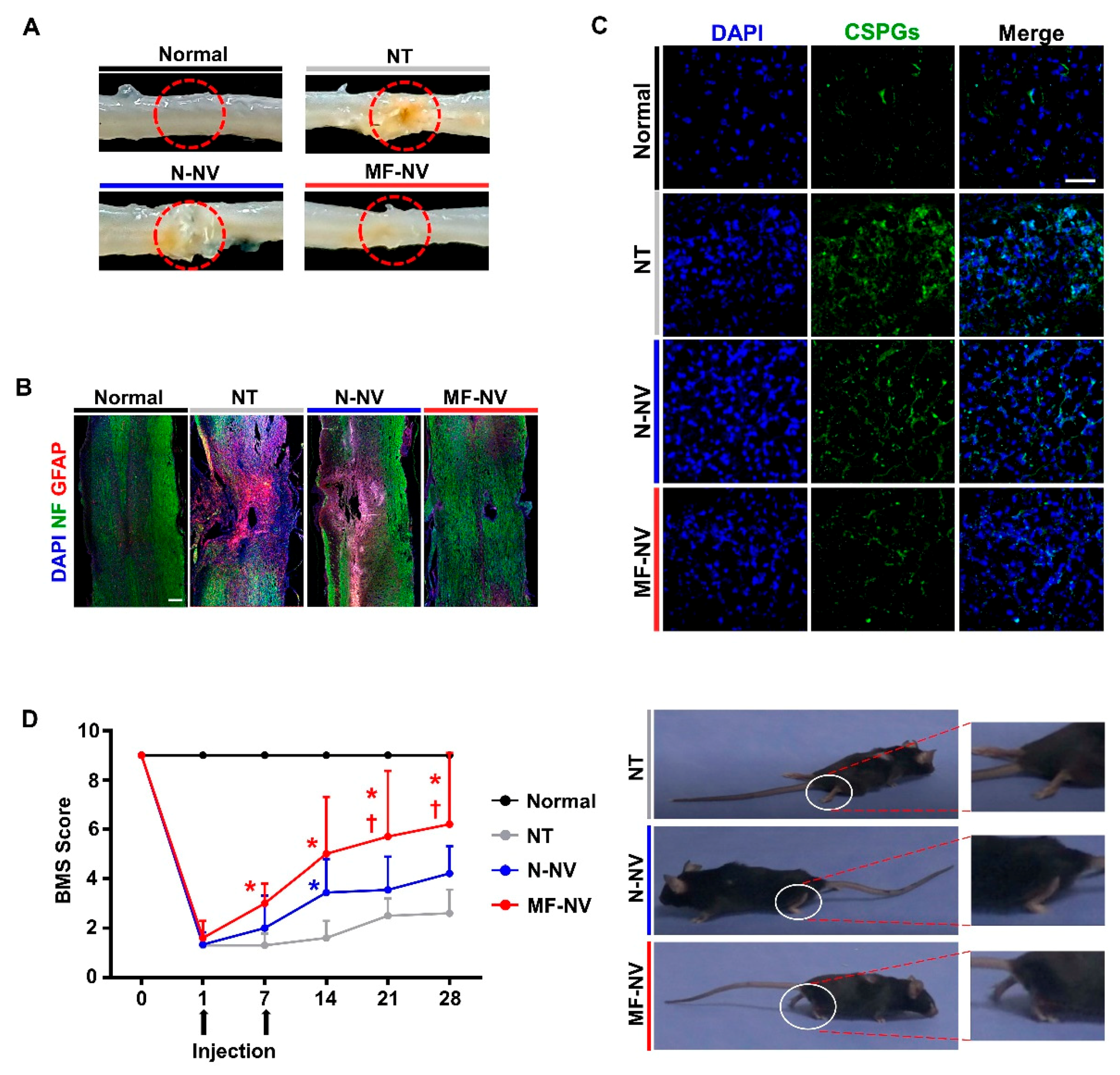 Ijms 21 04185 g007 Ijms 21 04185 g007