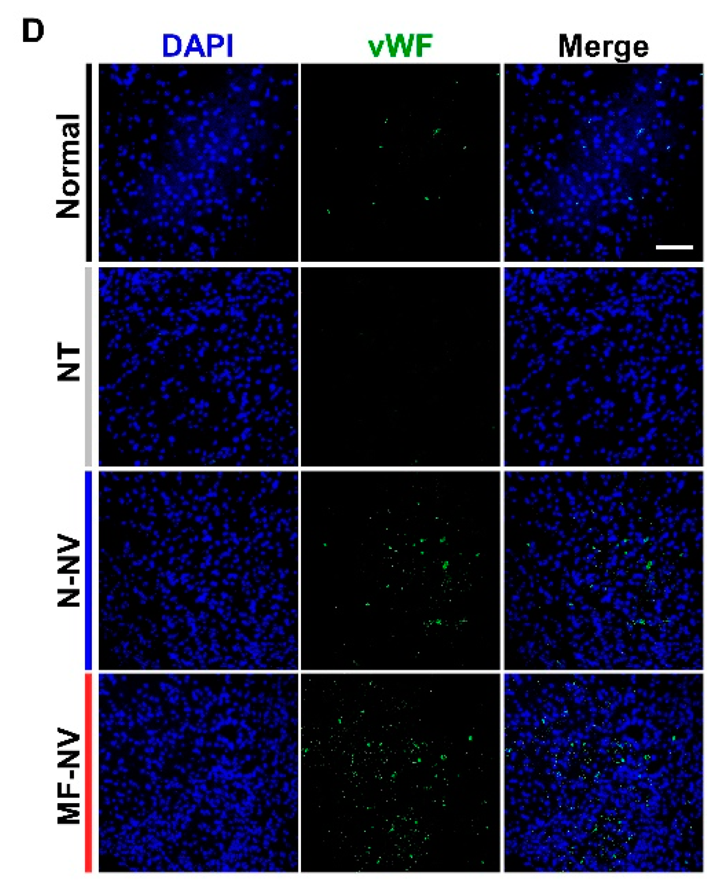 Ijms 21 04185 g008b Ijms 21 04185 g008b