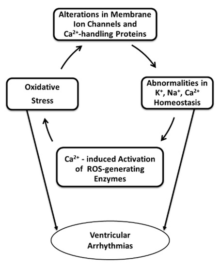 Role of Oxidative Stress in the Genesis of Ventricular Arrhythmias