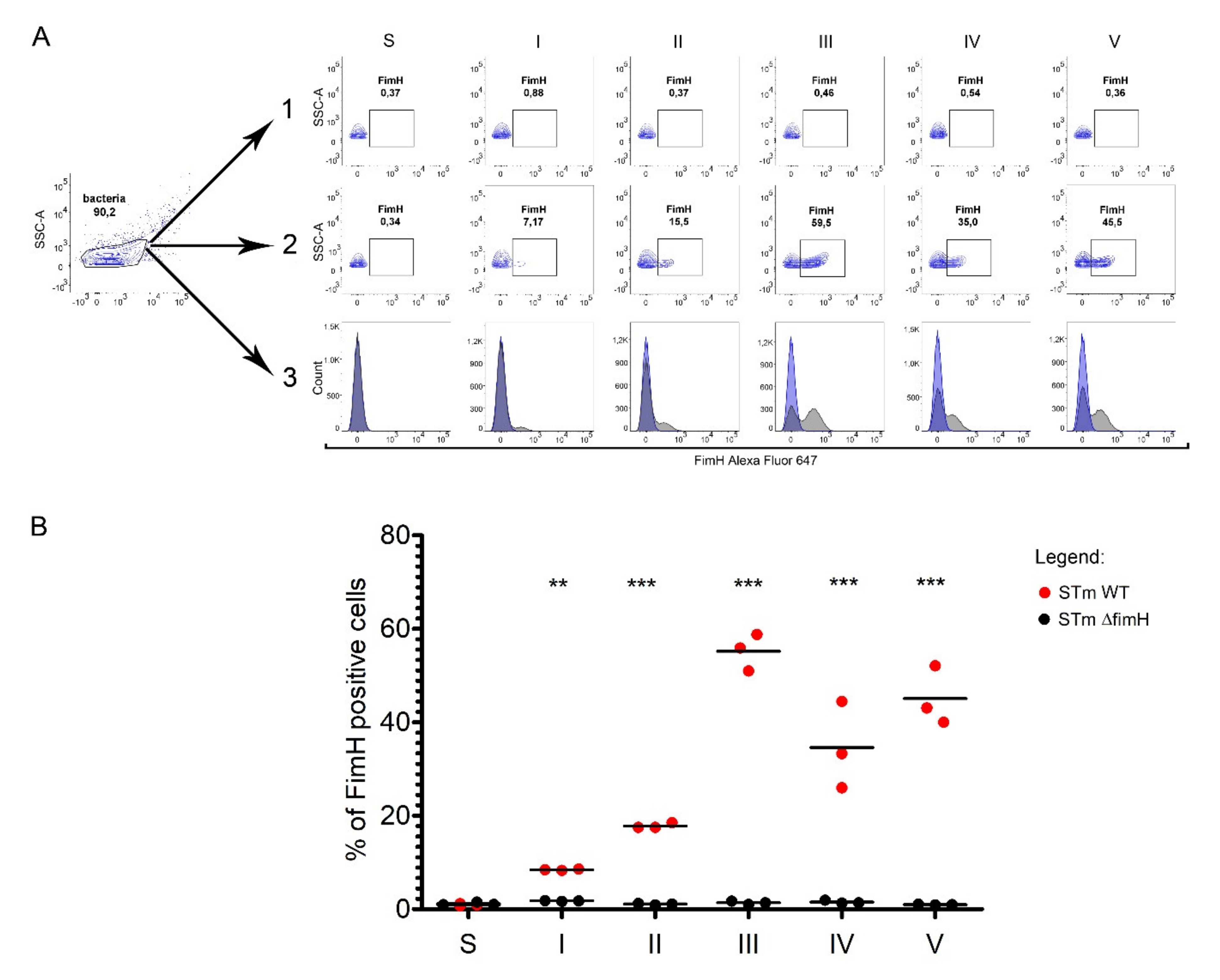 Ijms 21 04206 g003 Ijms 21 04206 g003