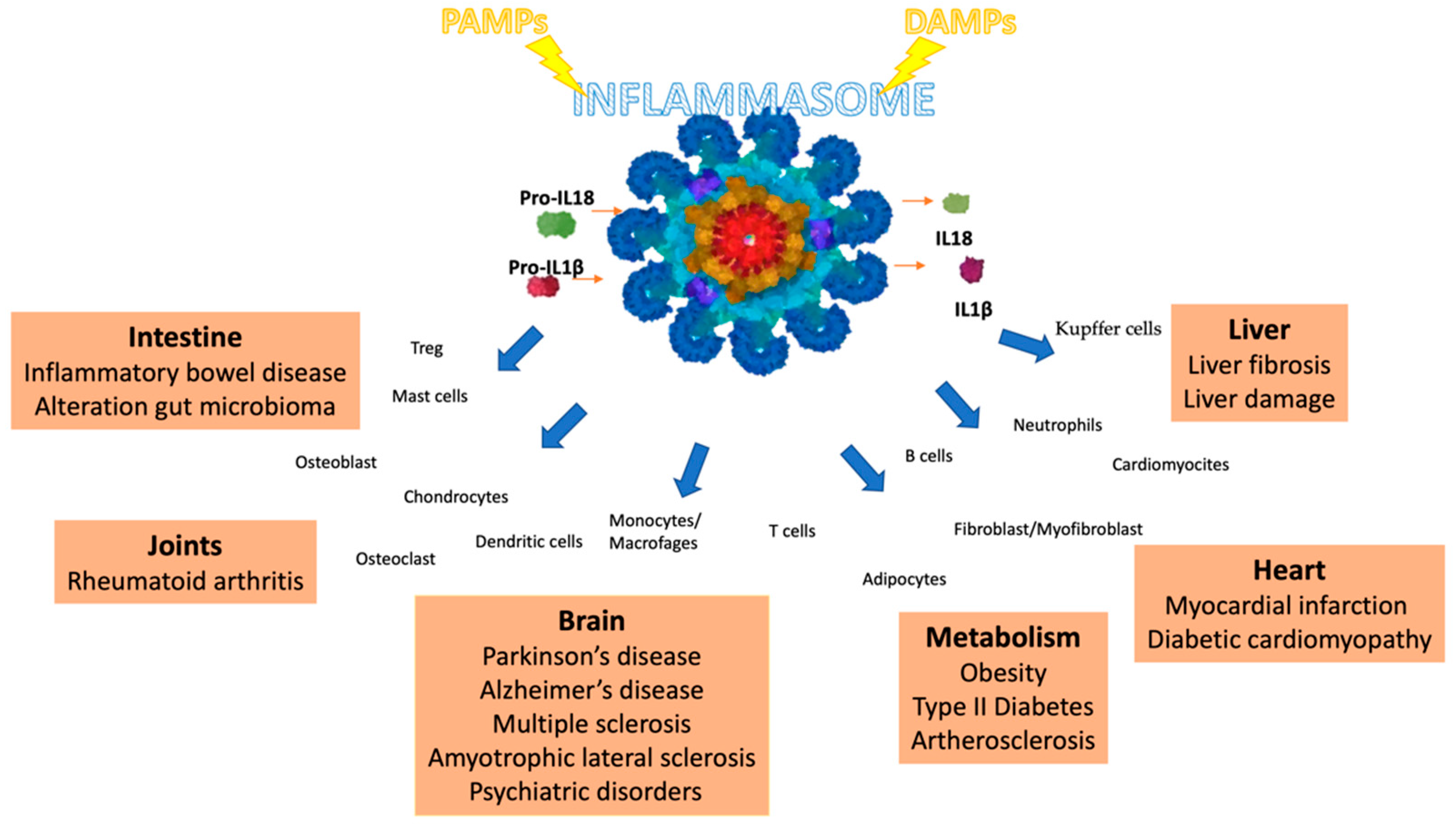 An Account of Receptors as Drug Targets | by Cillian Scott | Medium An Account of Receptors as Drug Targets | by Cillian Scott | Medium