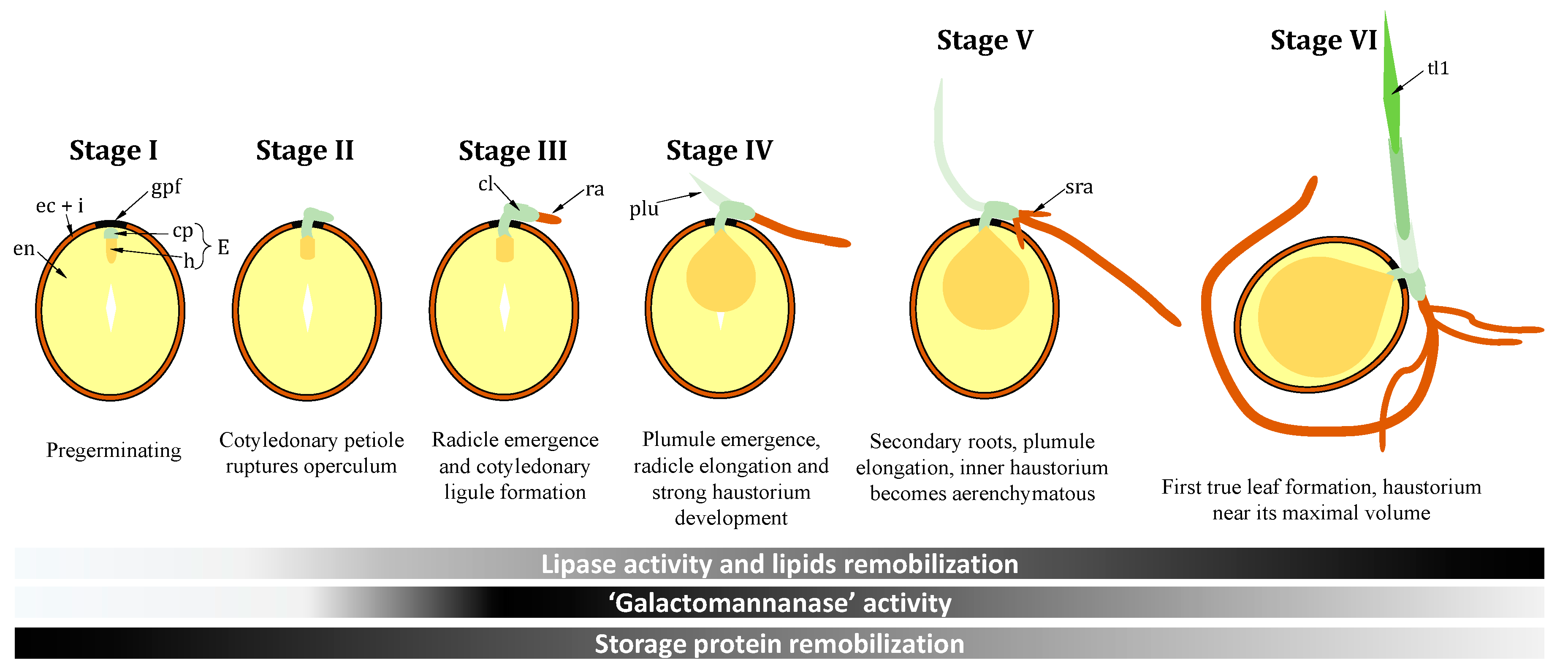 Ijms 21 04227 g003 Ijms 21 04227 g003