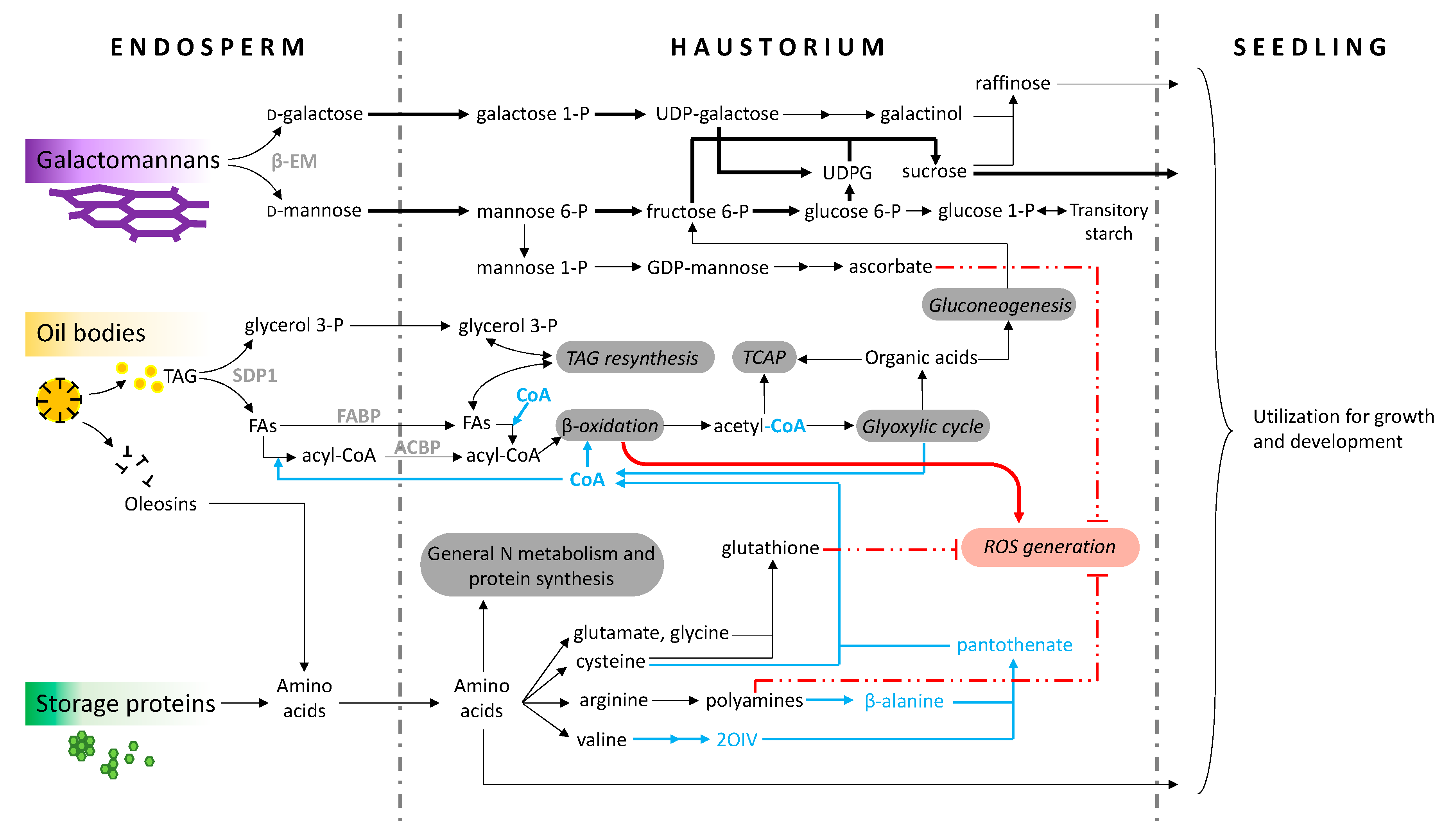 Ijms 21 04227 g004 Ijms 21 04227 g004