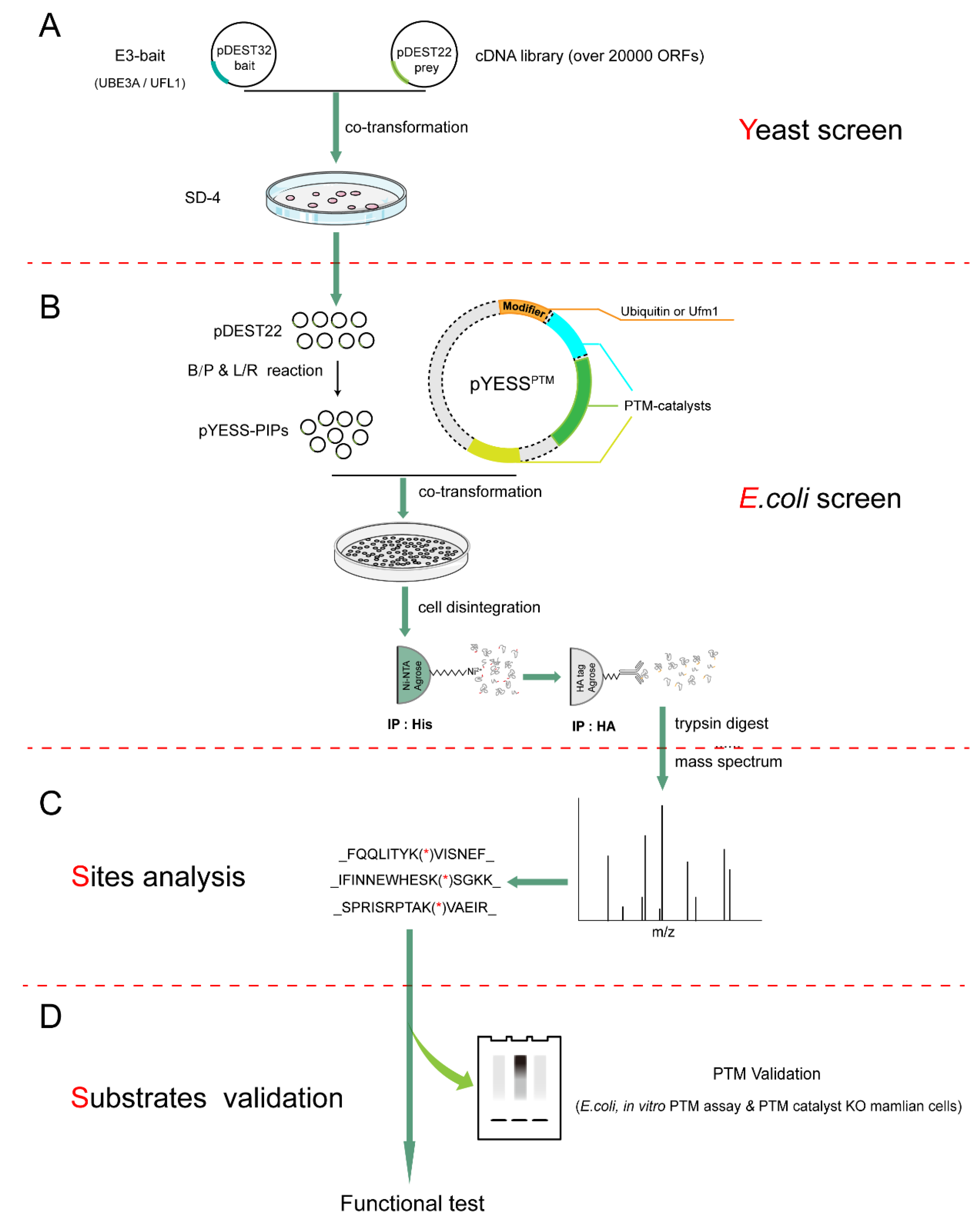 Ijms 21 04231 g001 Ijms 21 04231 g001