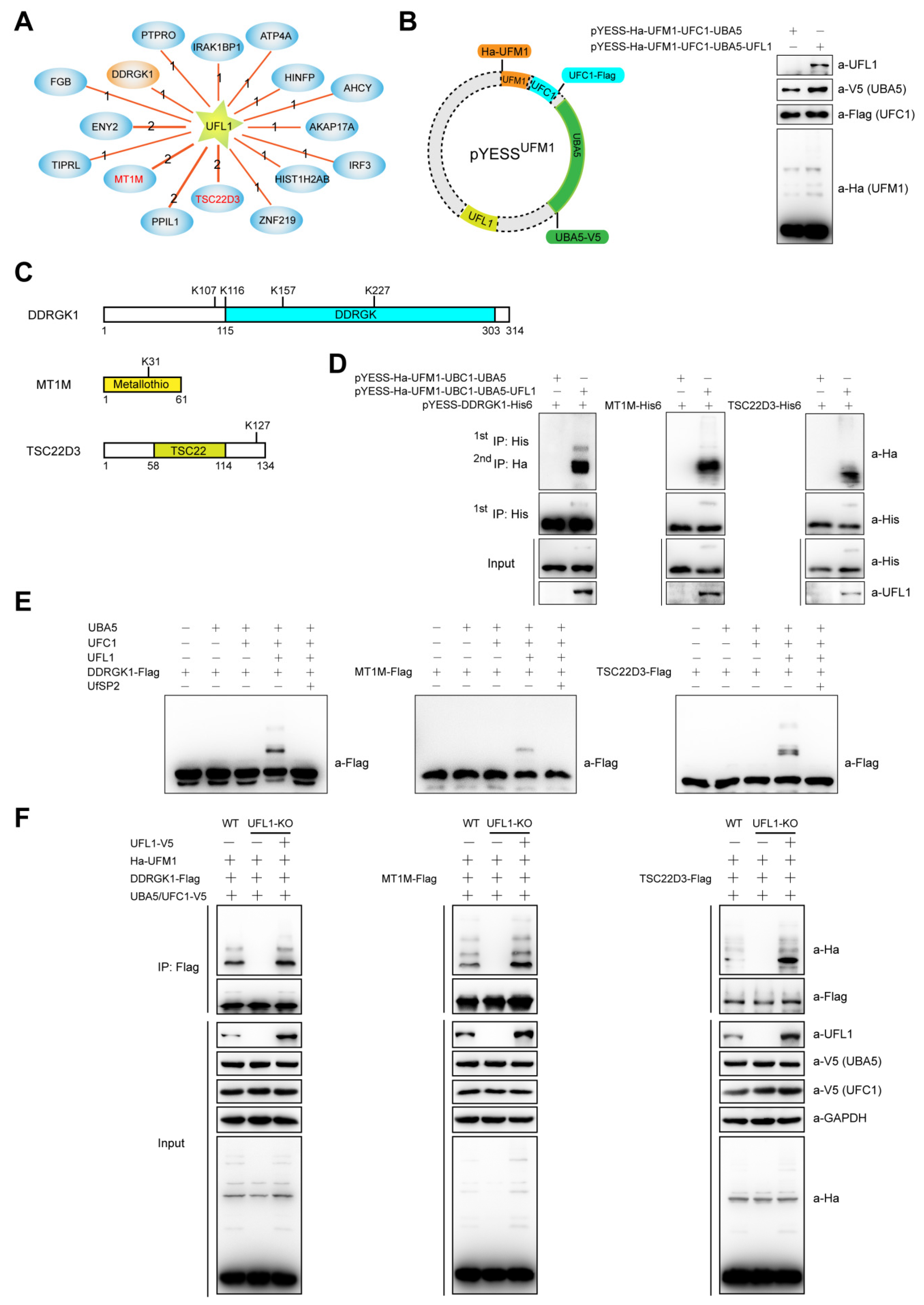 Ijms 21 04231 g003 Ijms 21 04231 g003