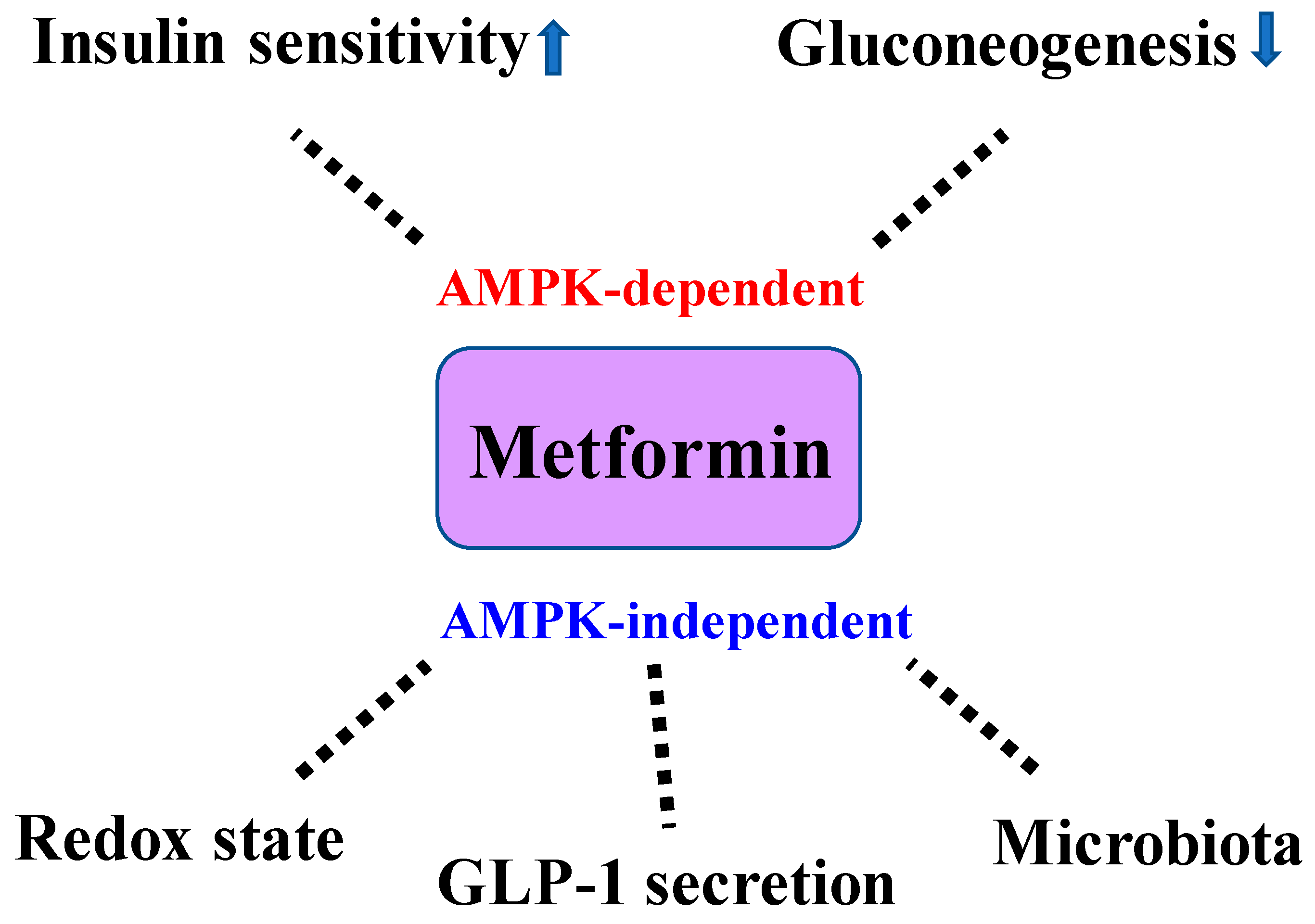 Ijms free full text significance of metformin use in diabetic