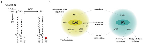 Interplay Between SNX27 and DAG Metabolism in the Control of